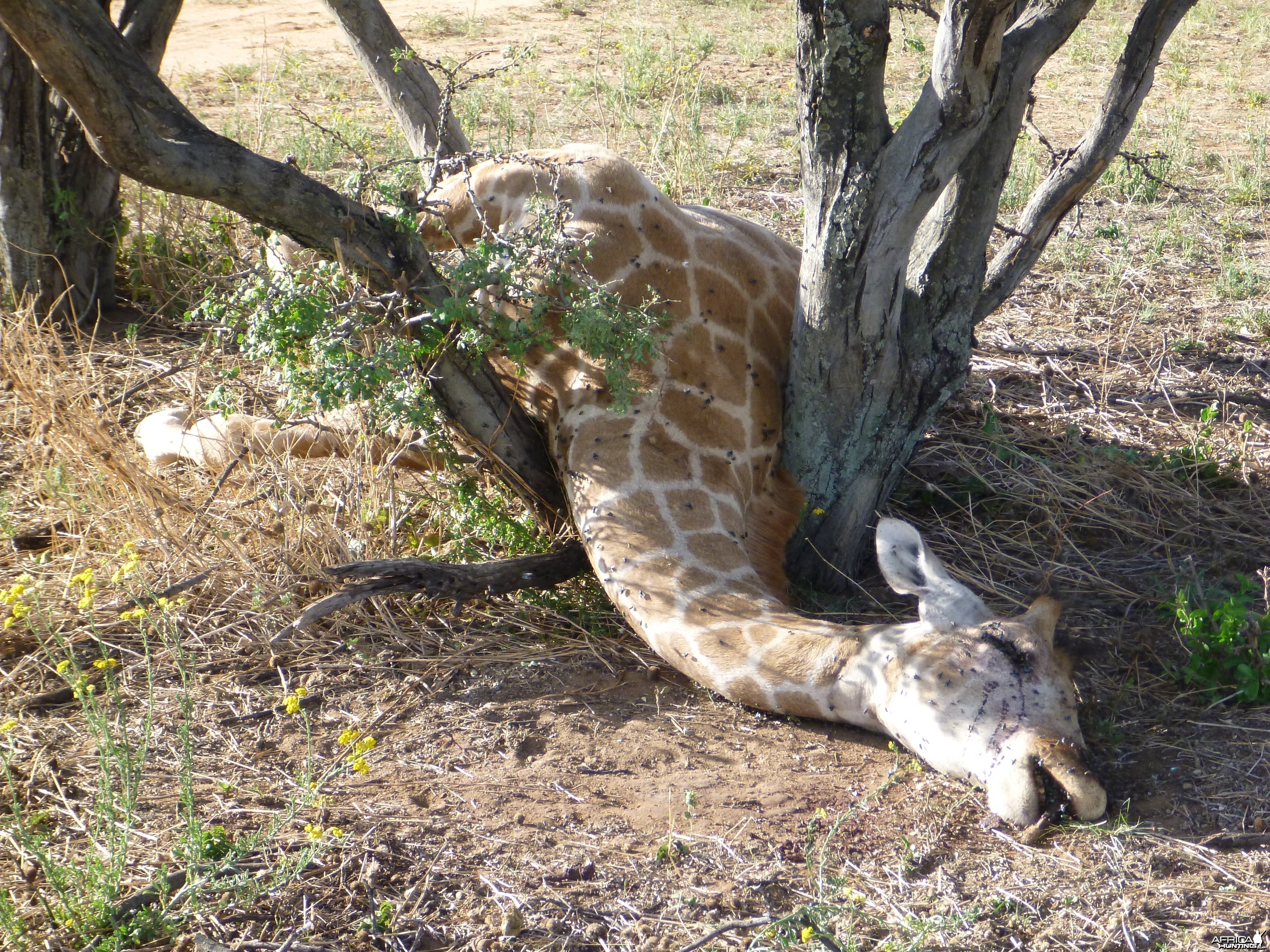 Dead Giraffe Namibia