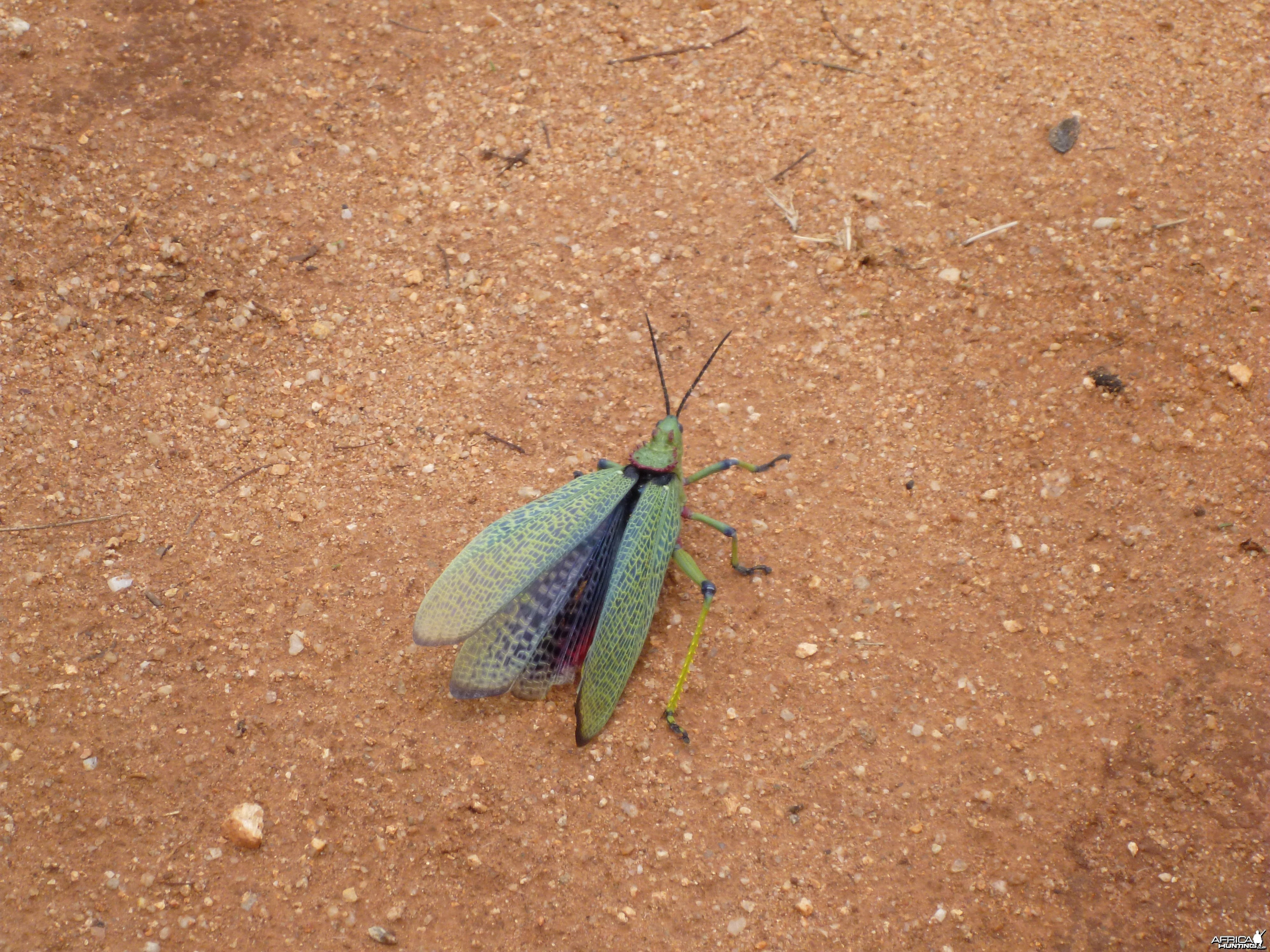 Grasshopper Namibia