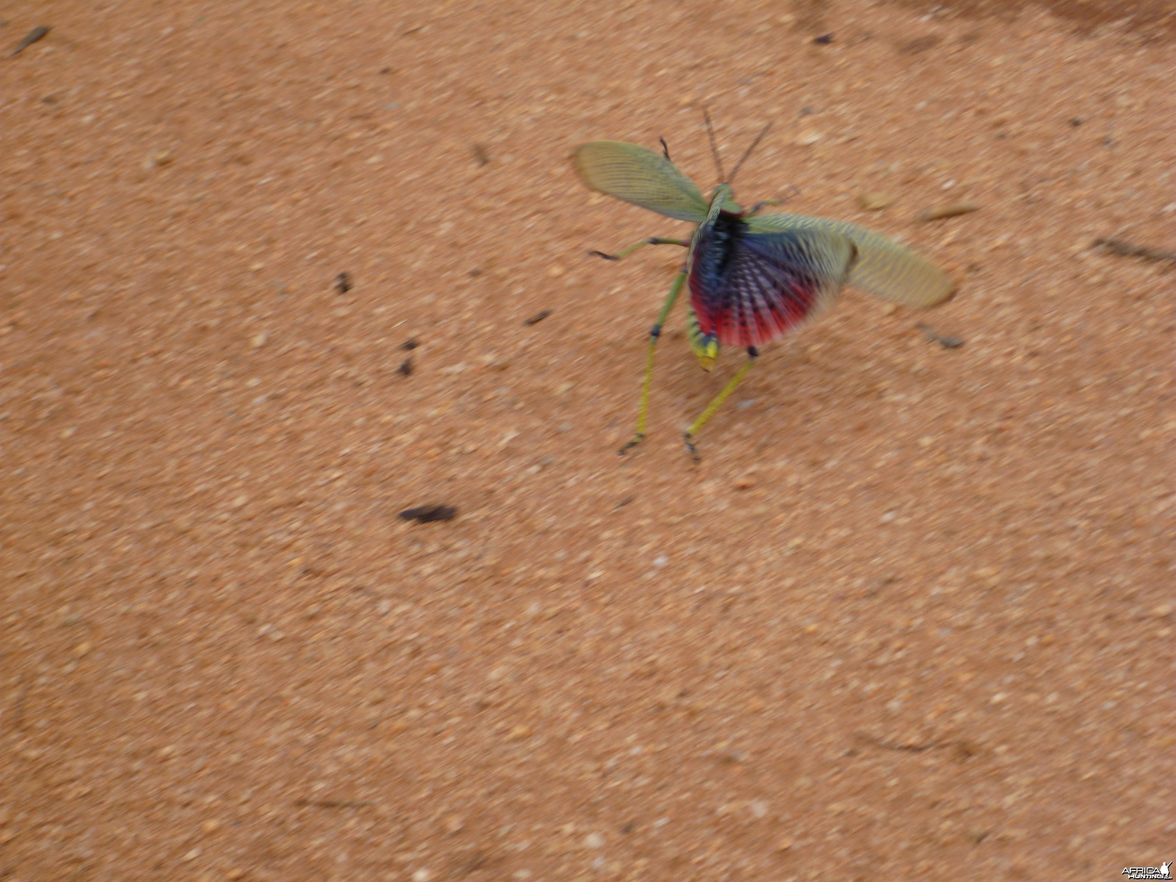 Grasshopper Namibia