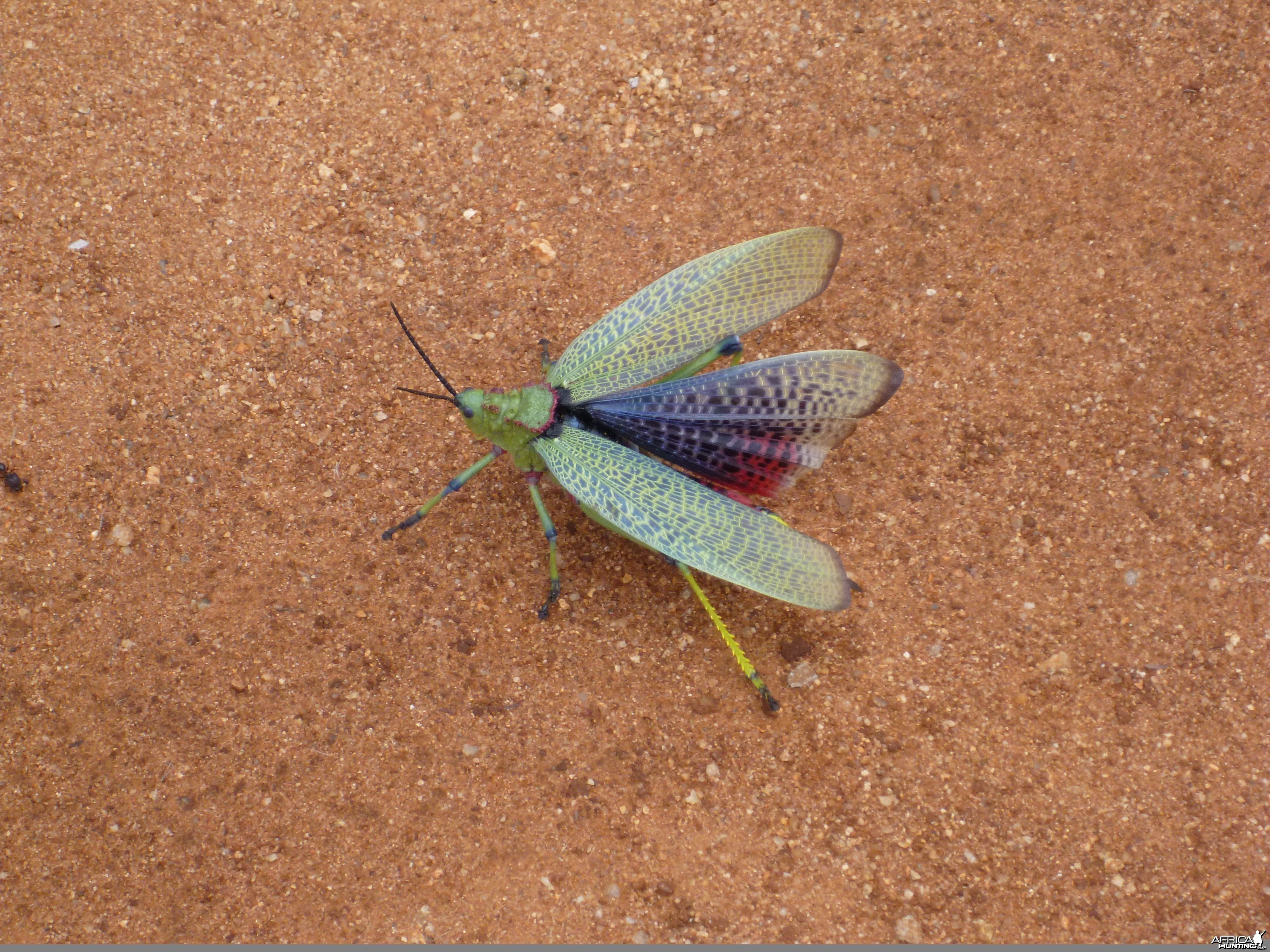 Grasshopper Namibia