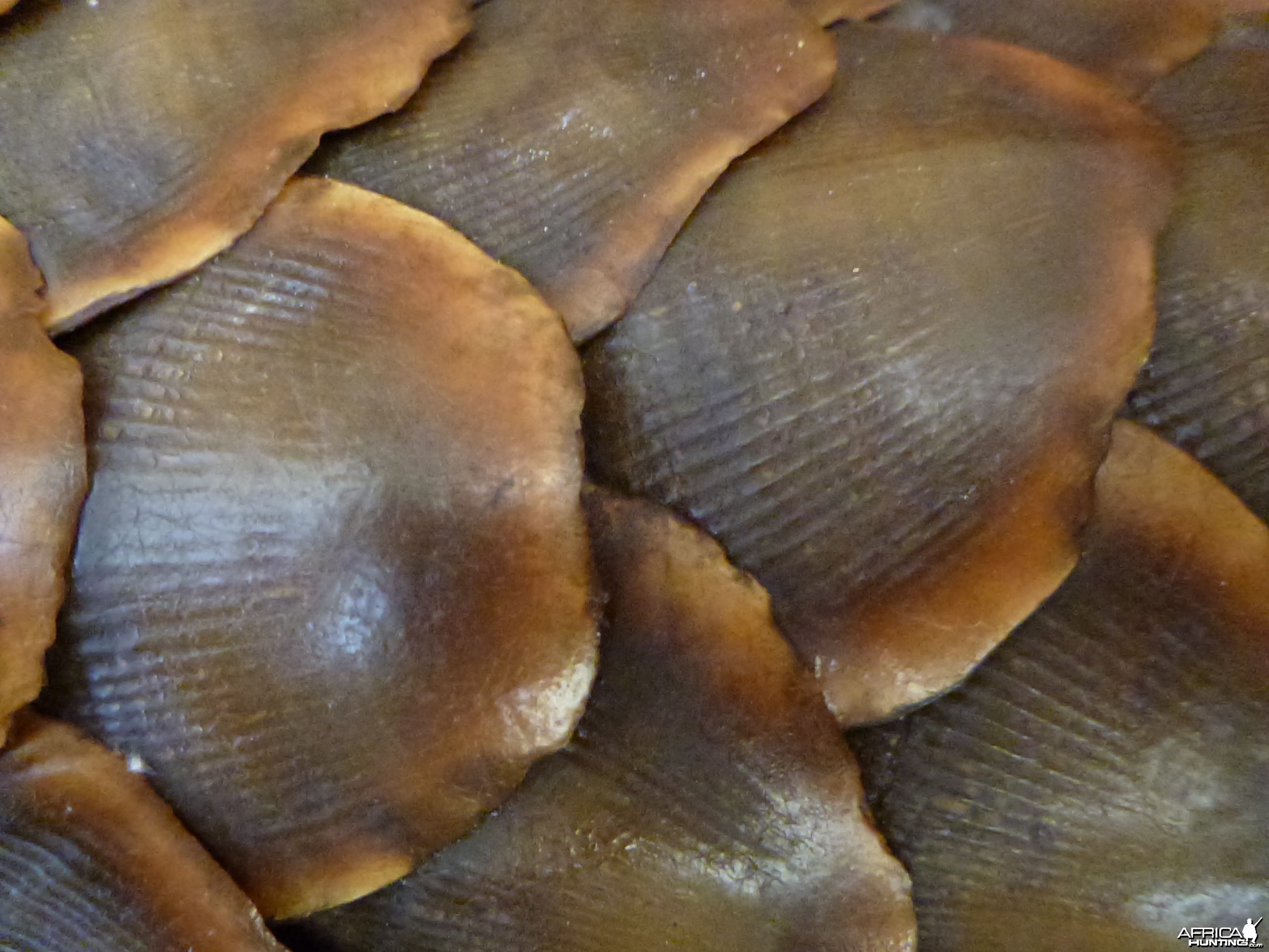 Giant Pangolin Scales Namibia