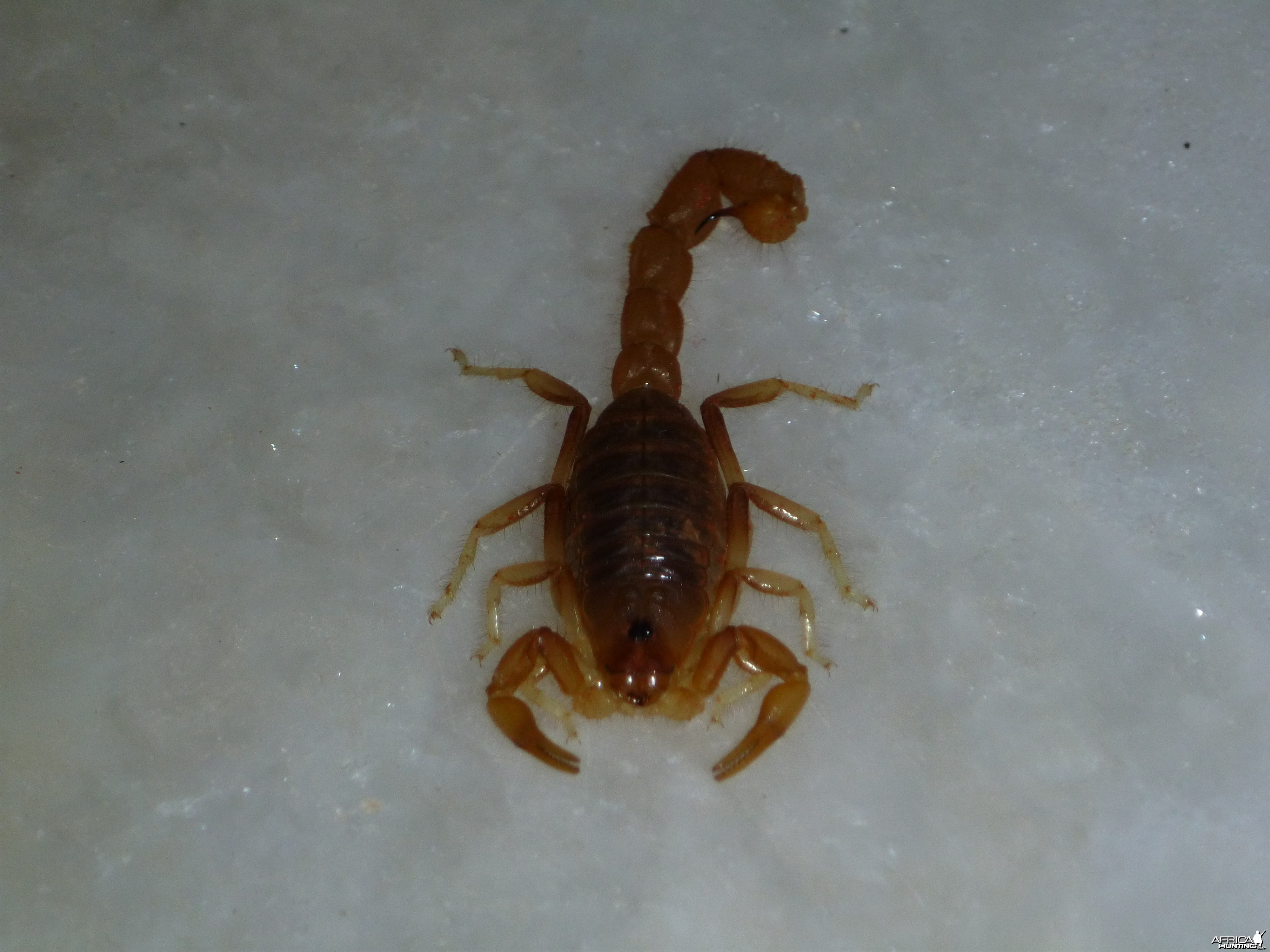 Scorpion Namibia