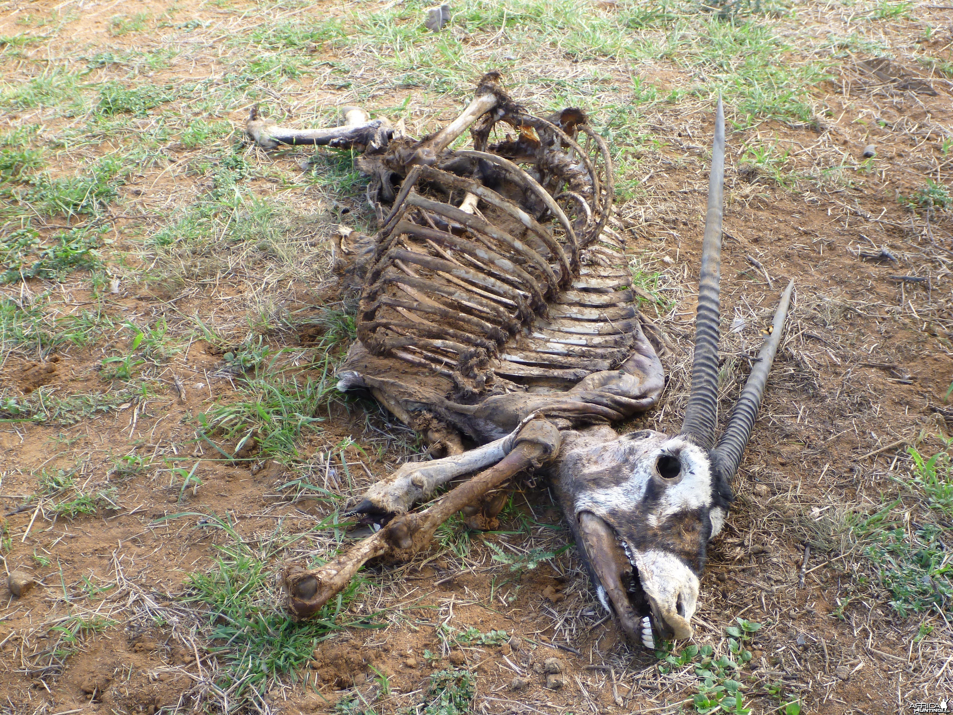 Gemsbok Carcass Namibia