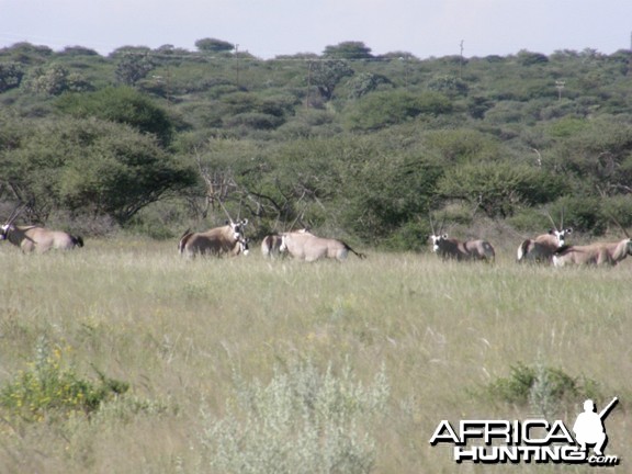 Namibia Gemsbok