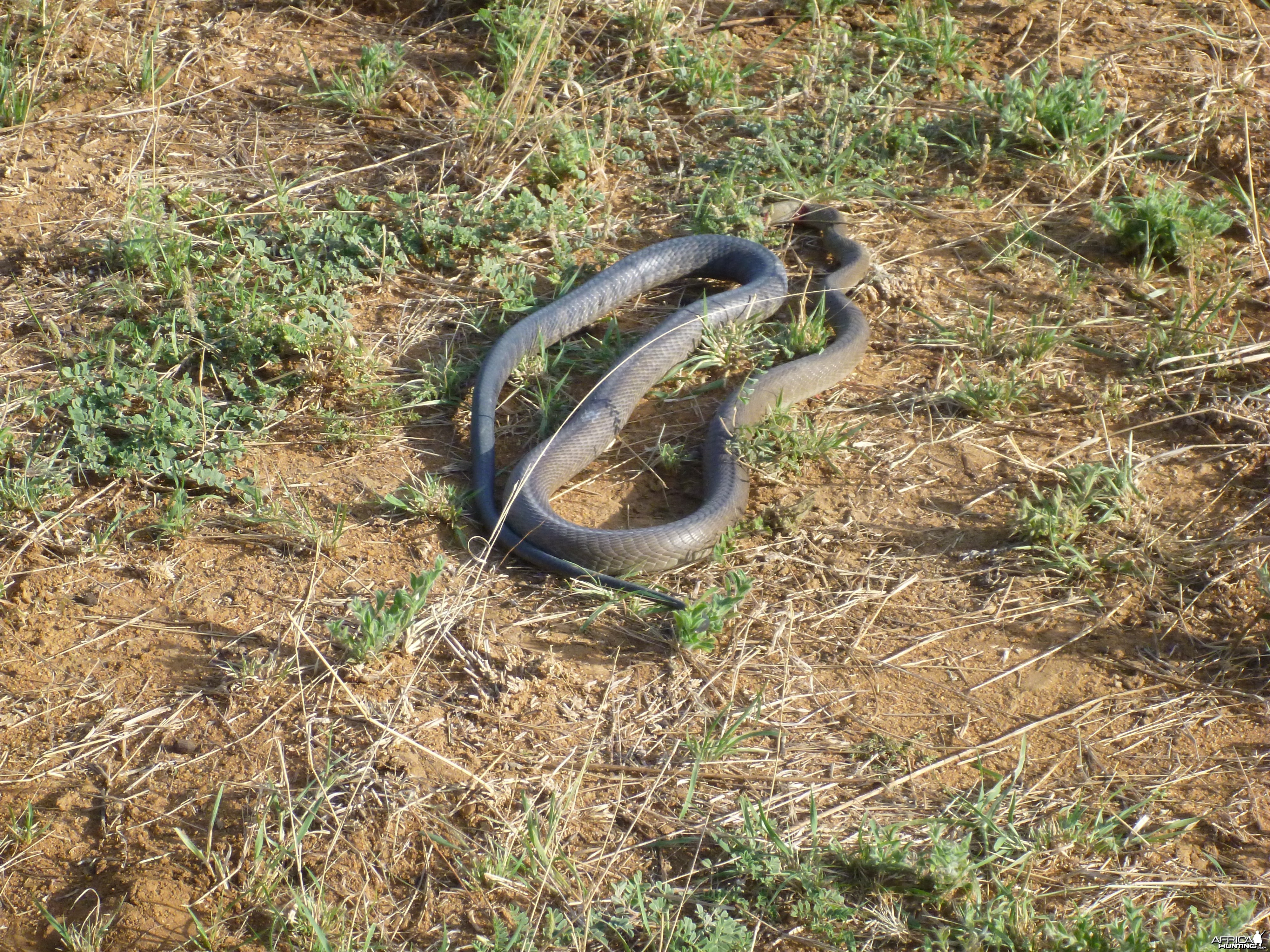 Black Mamba Namibia