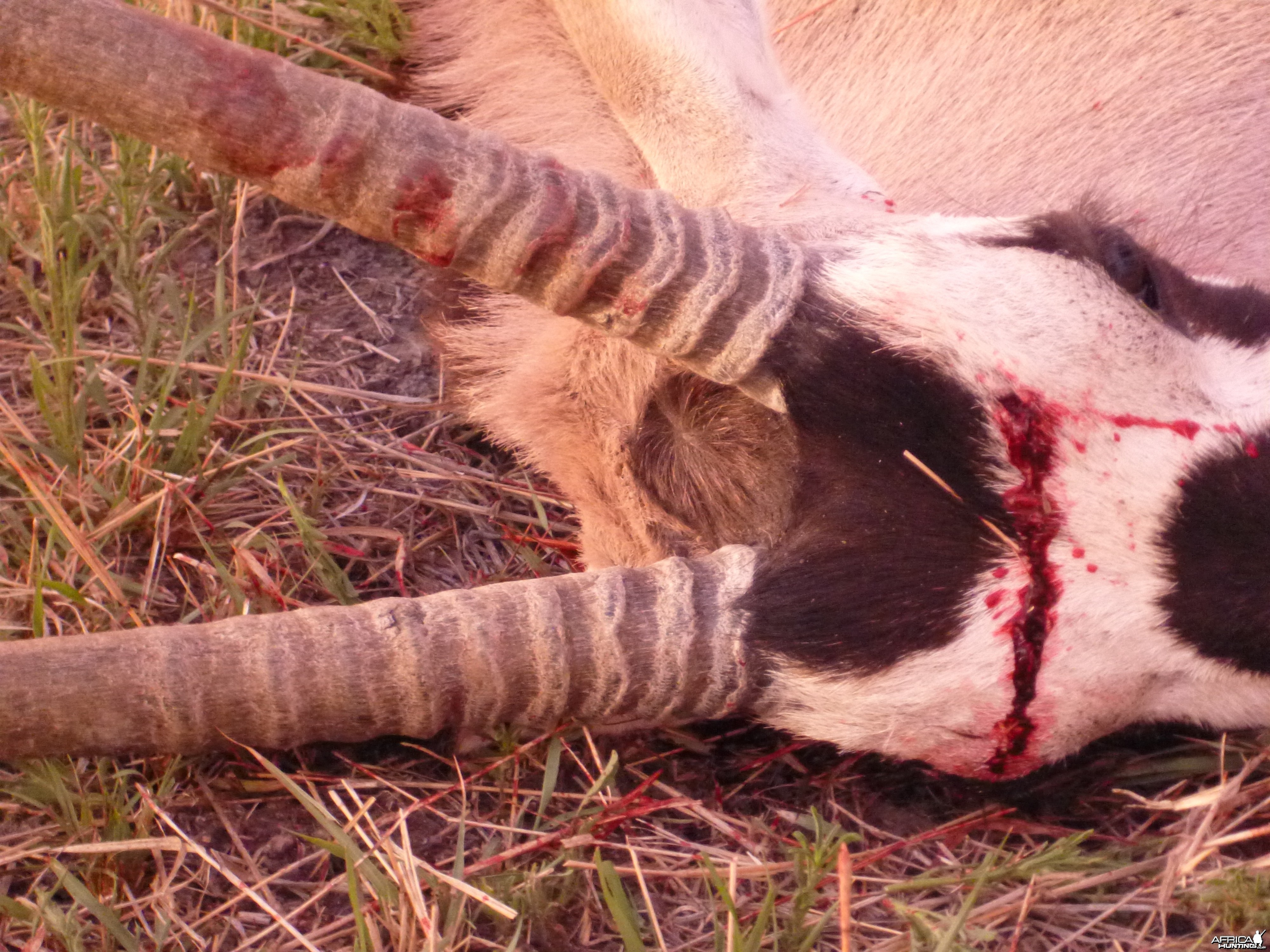 Cull Gemsbok Namibia