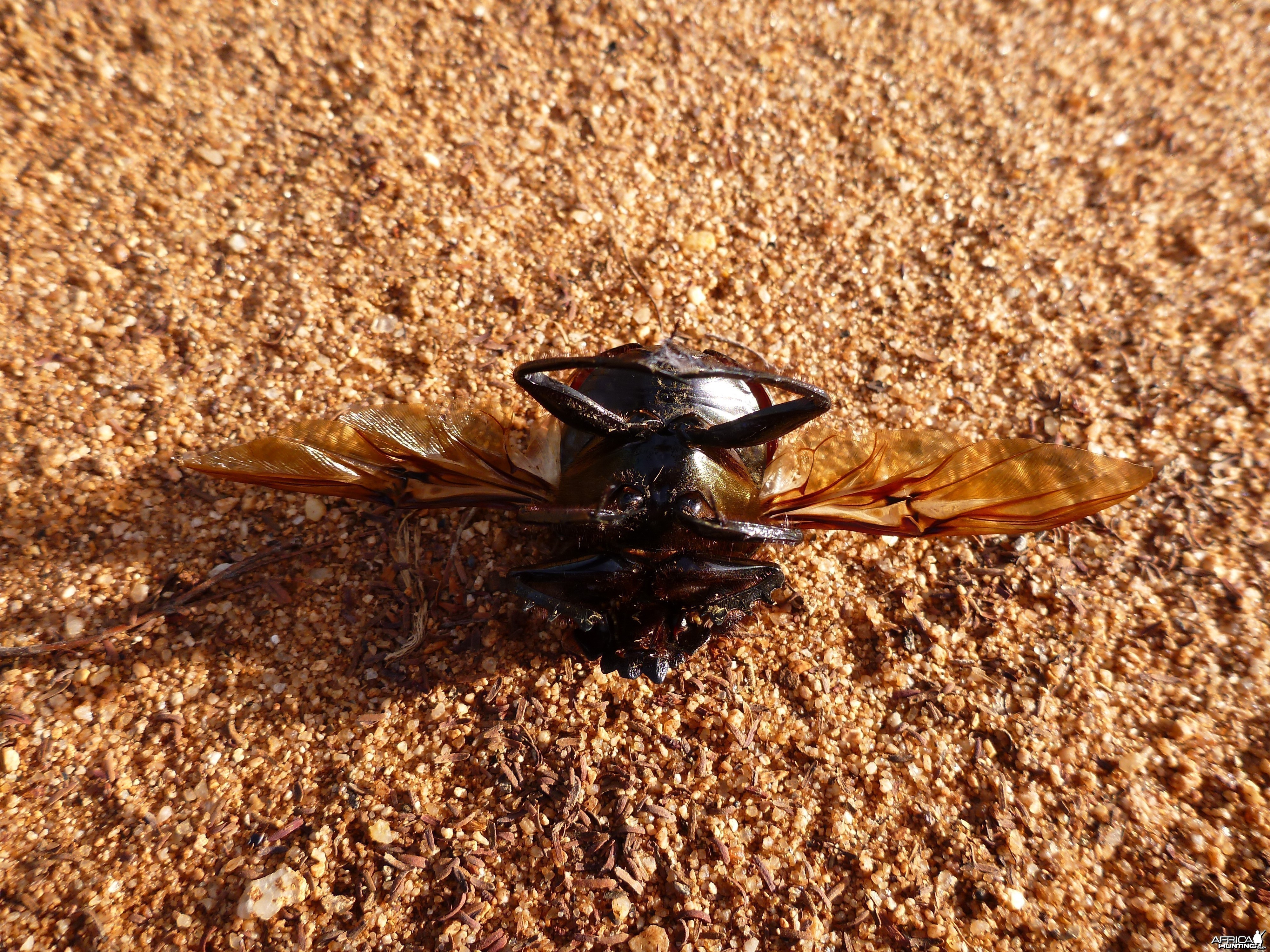 Beetle Namibia