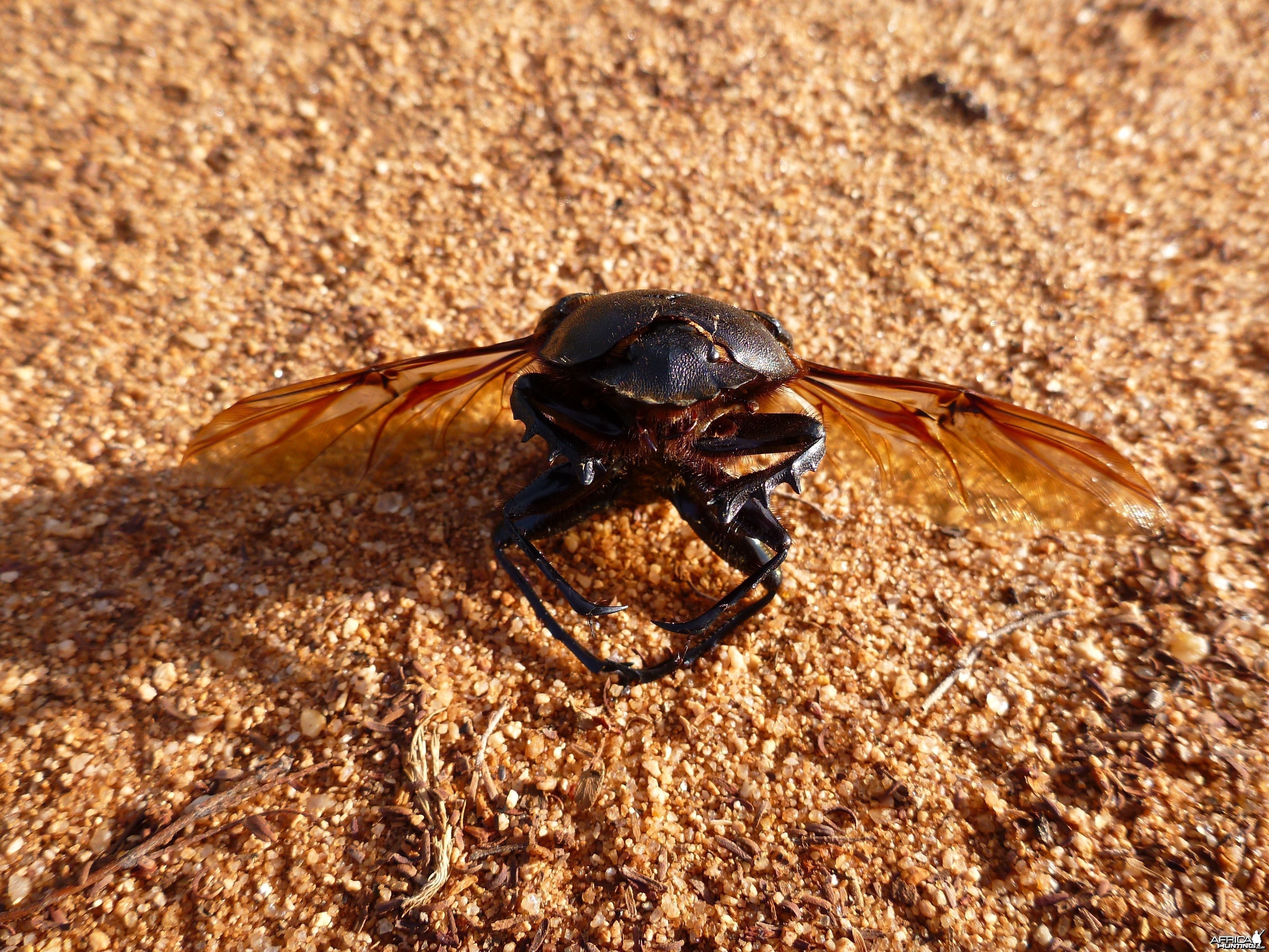 Beetle Namibia