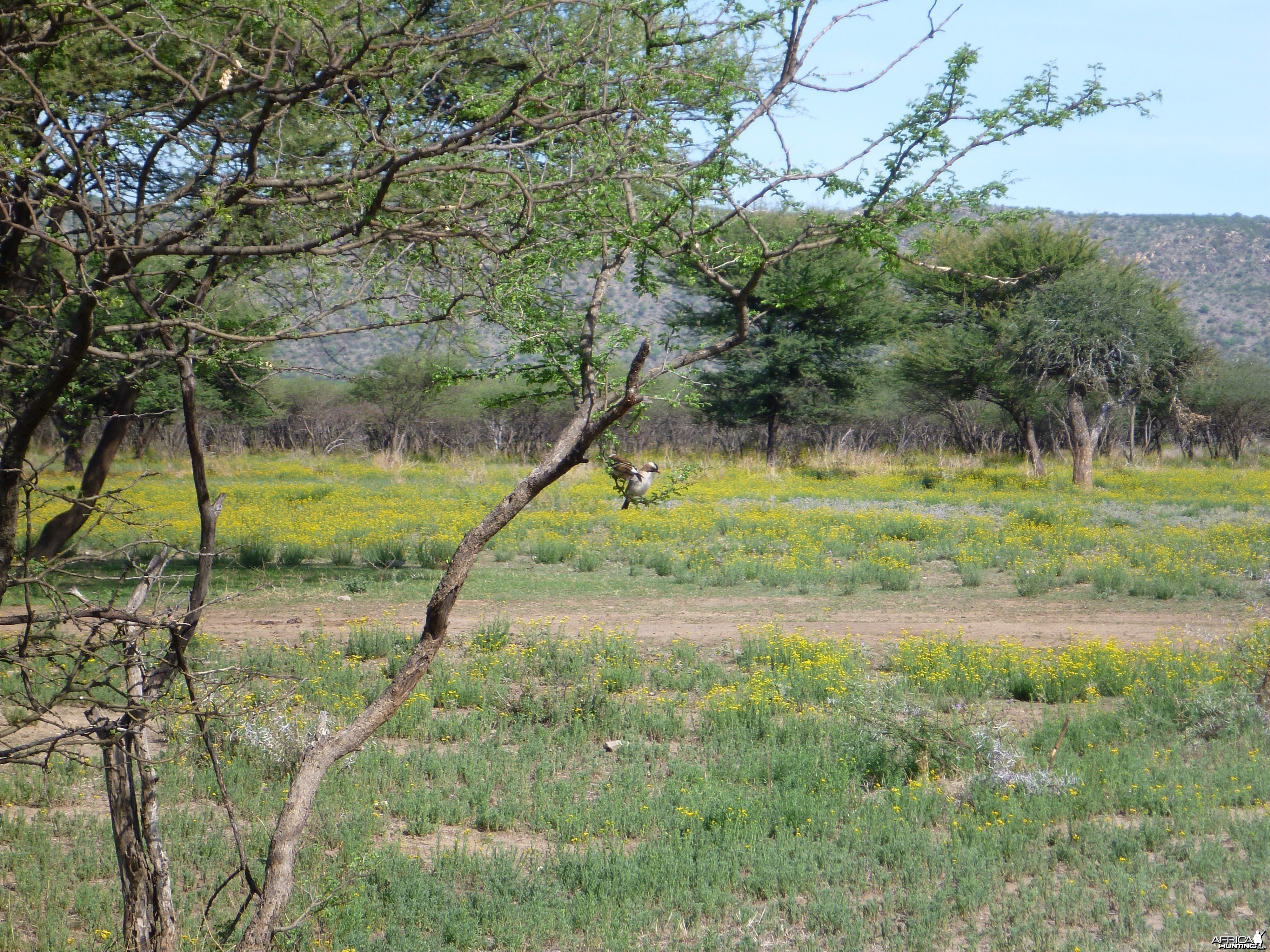 Bird Namibia