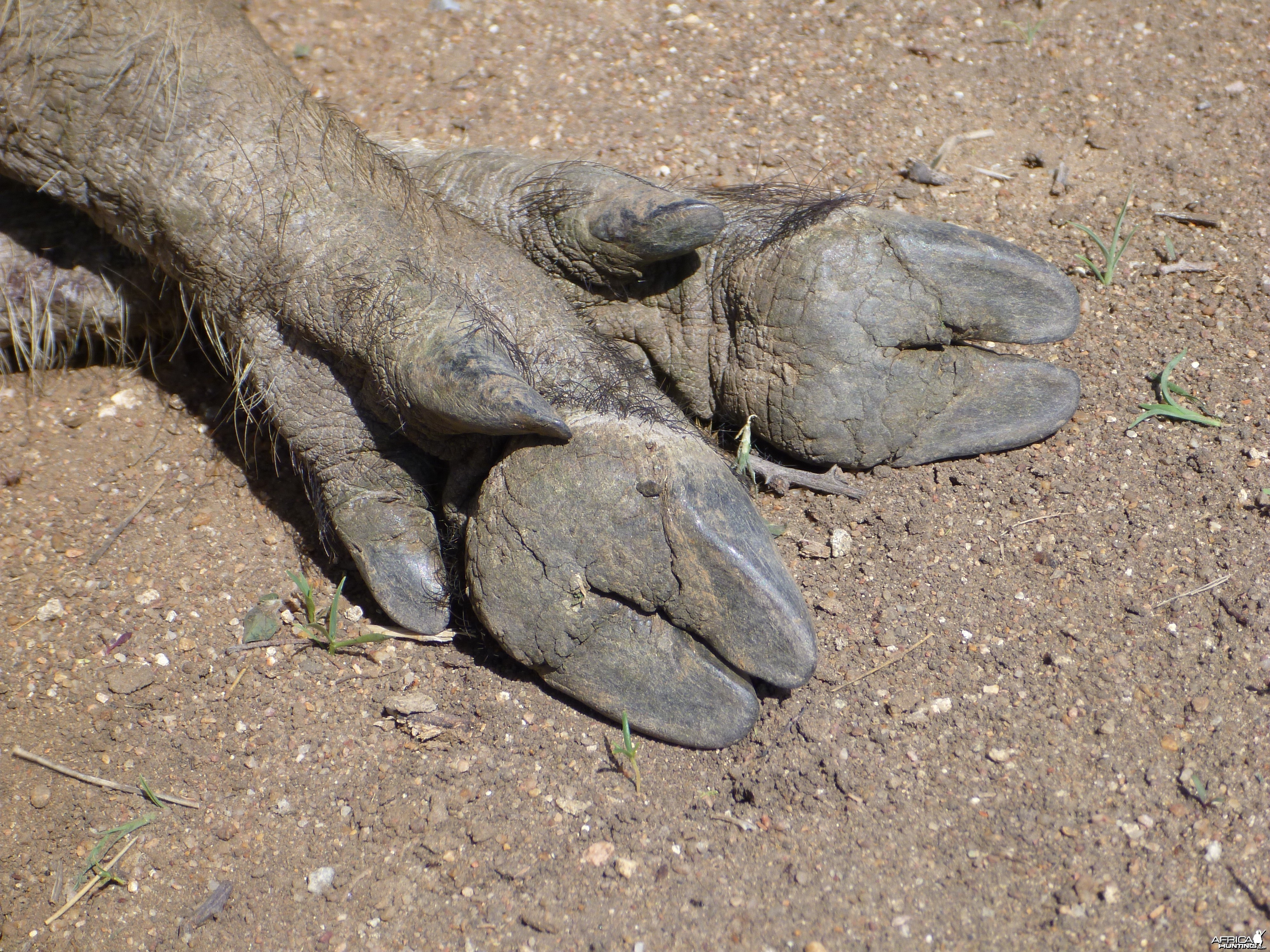 Warthog Namibia