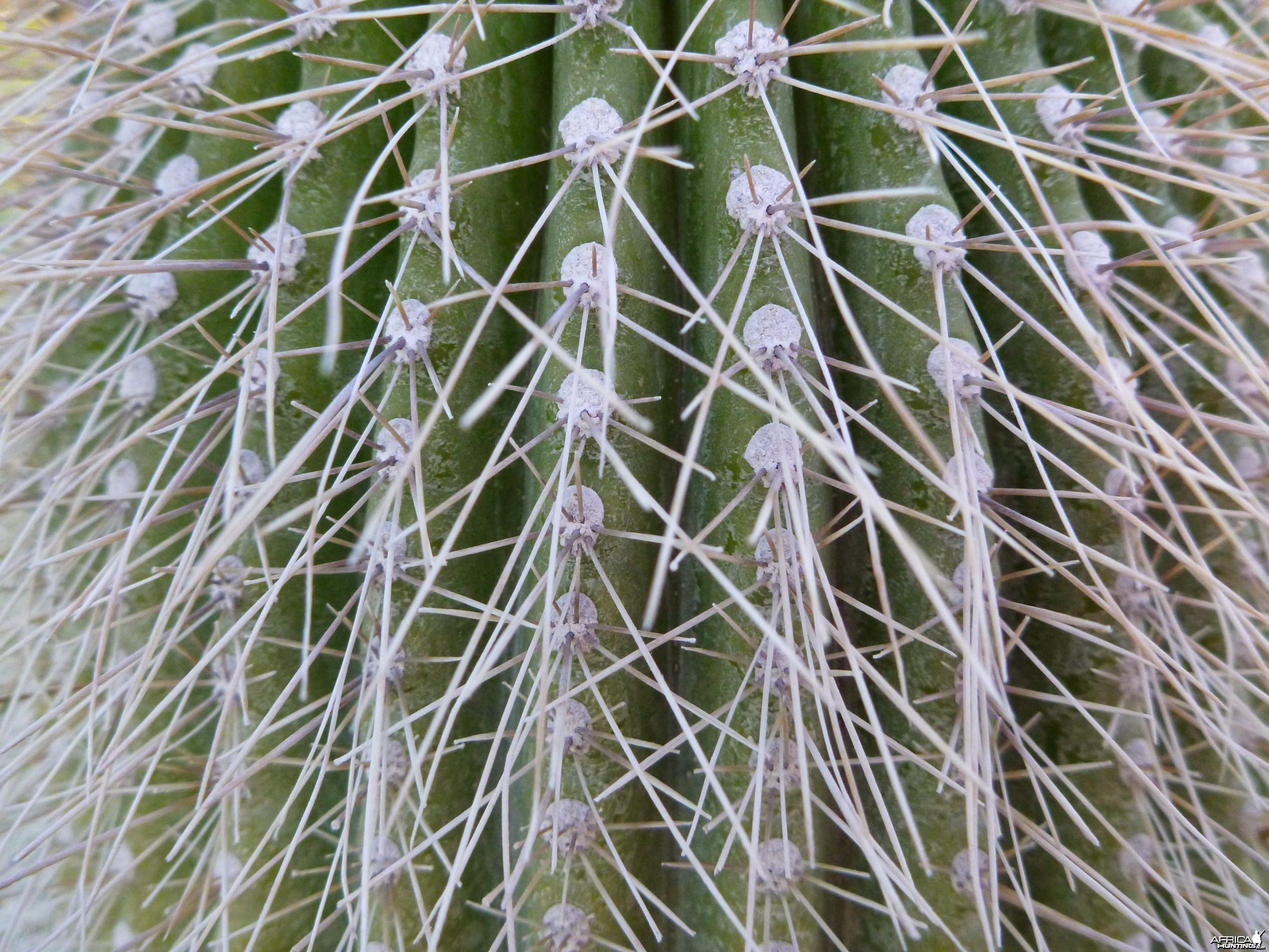 Cactus Namibia