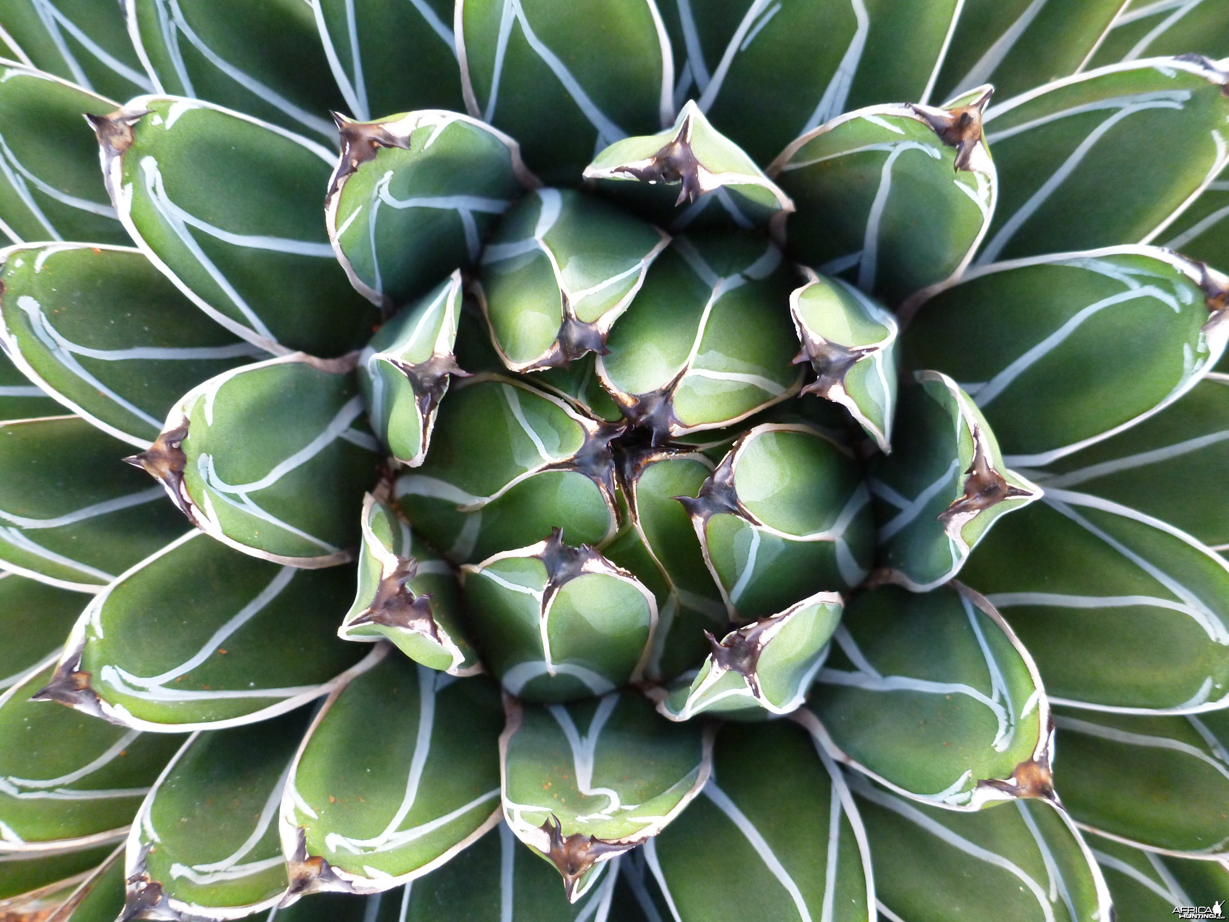 Cactus Namibia