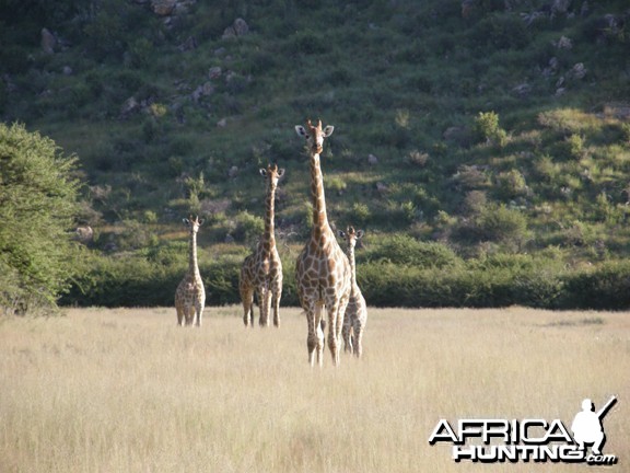 Namibia Giraffe