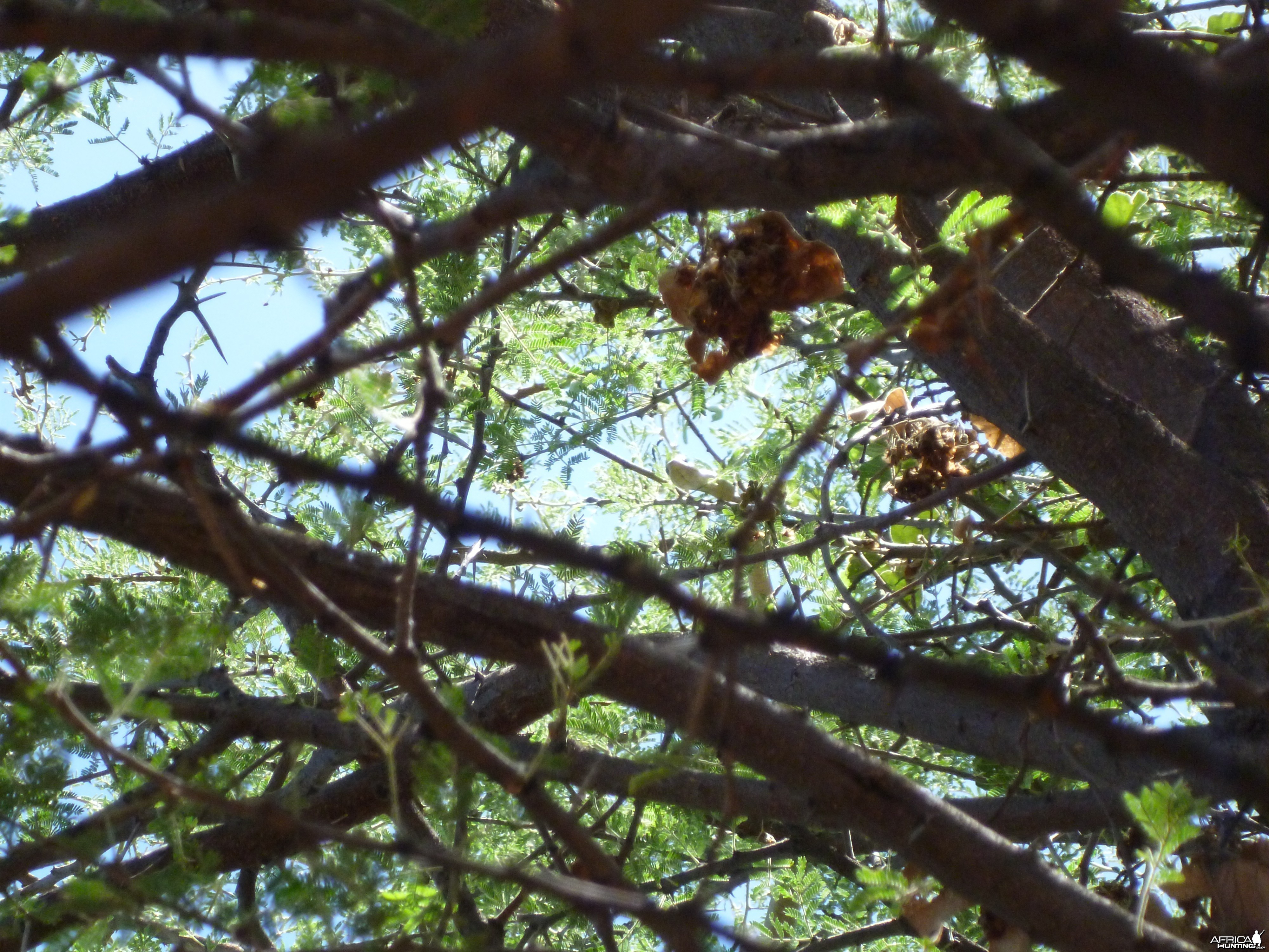 Boomslang Namibia (snake)