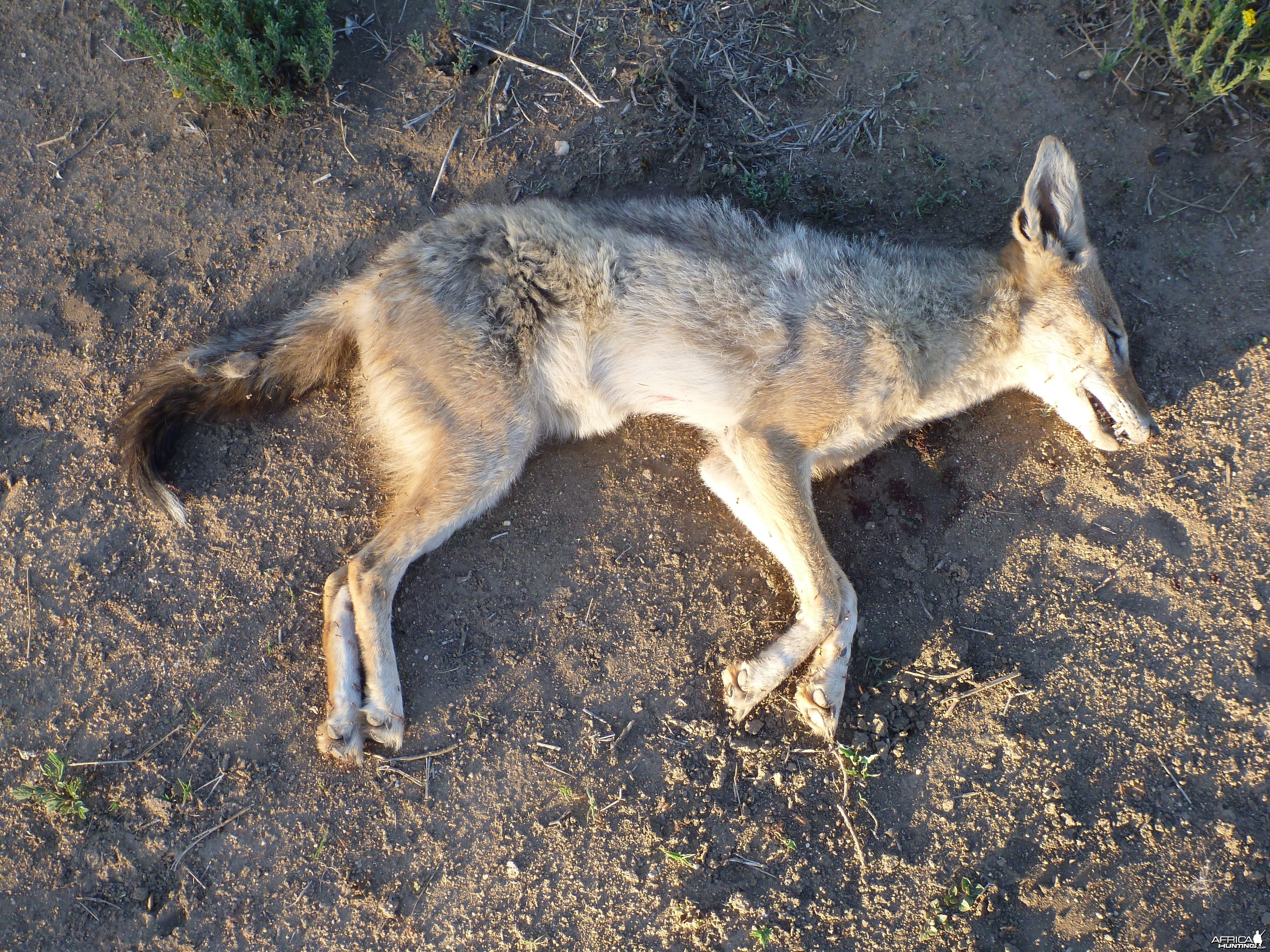 Black-backed Jackal Namibia