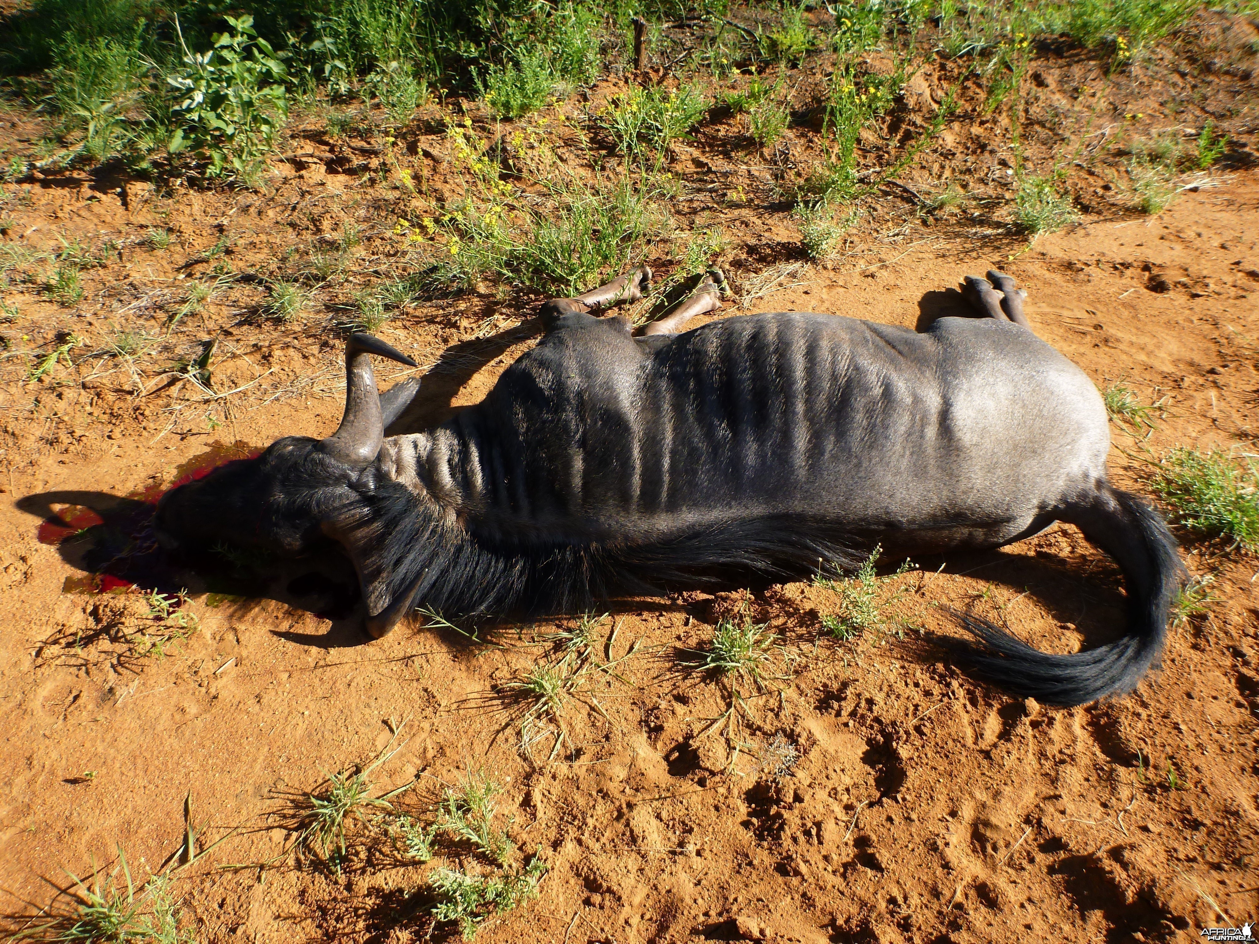 Cull Blue Wildebeest Namibia