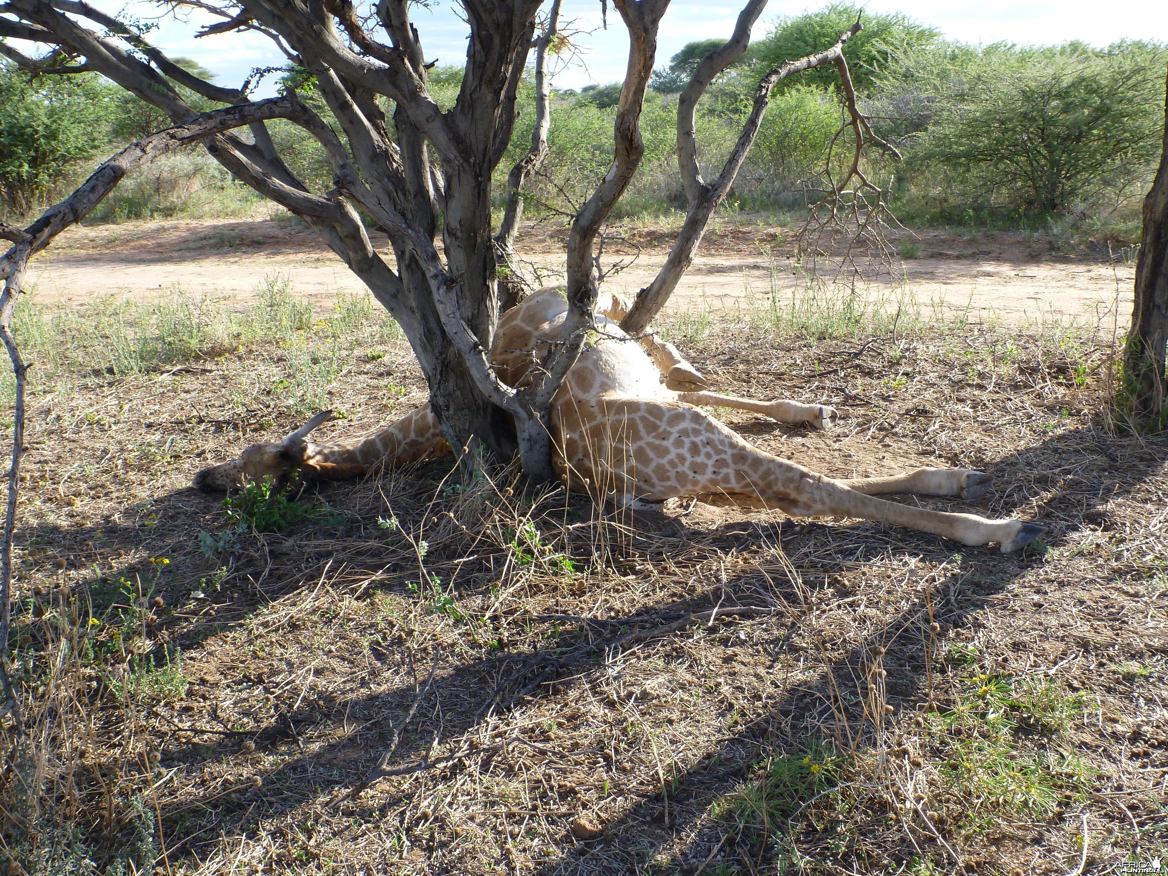 Dead Giraffe Namibia