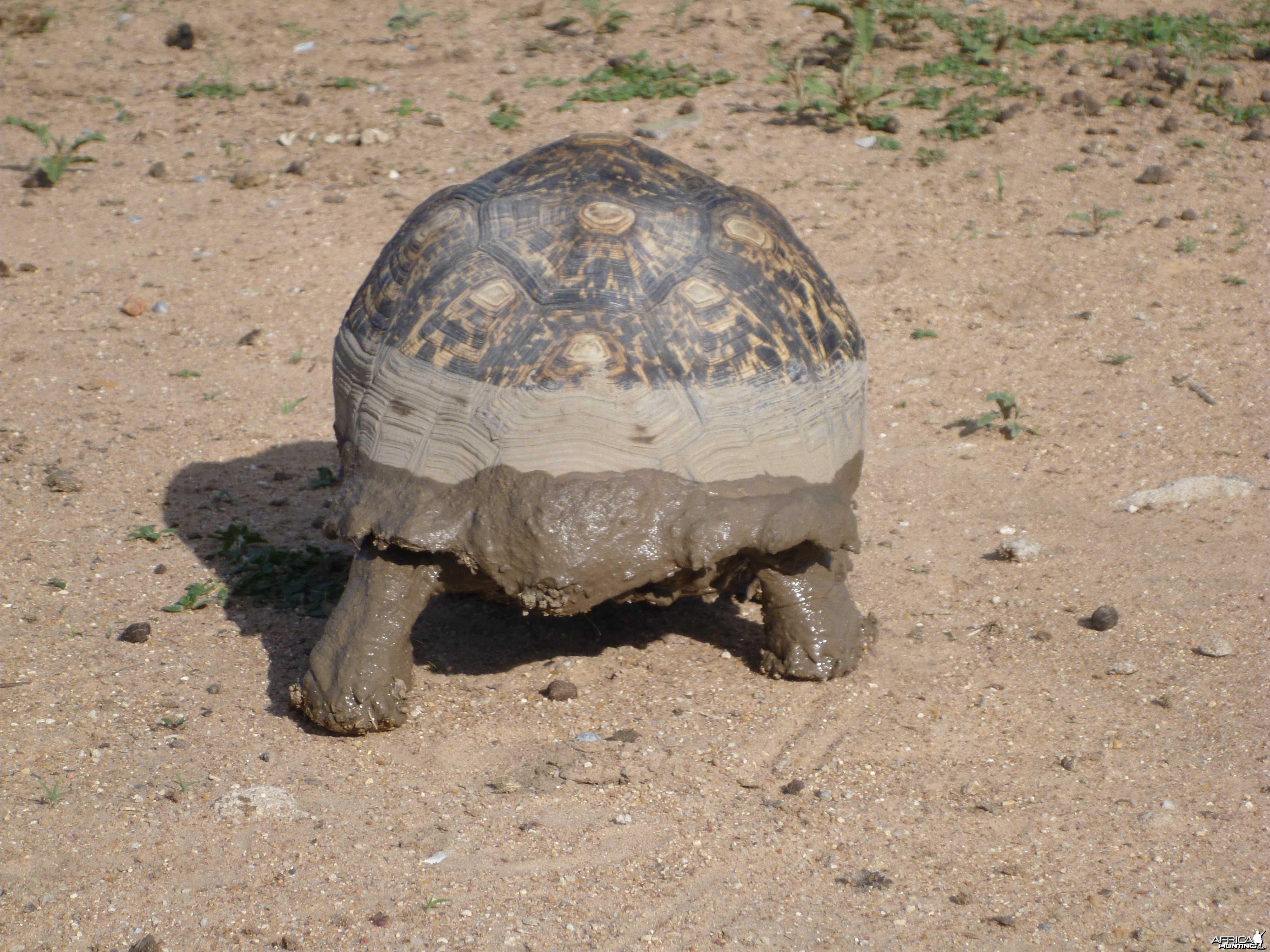 Tortoise Namibia