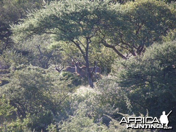 Kudu Namibia