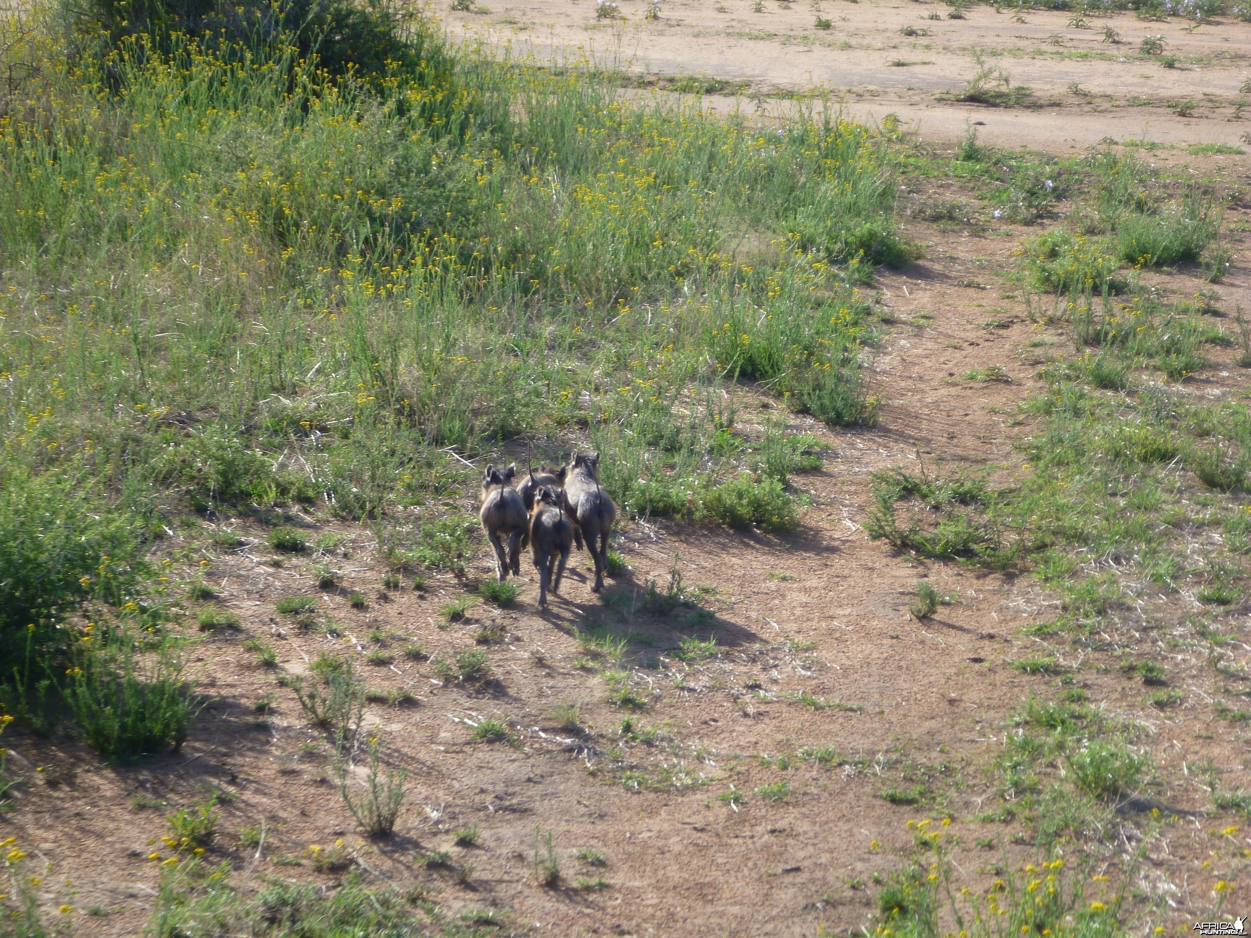 Young Warthog Namibia