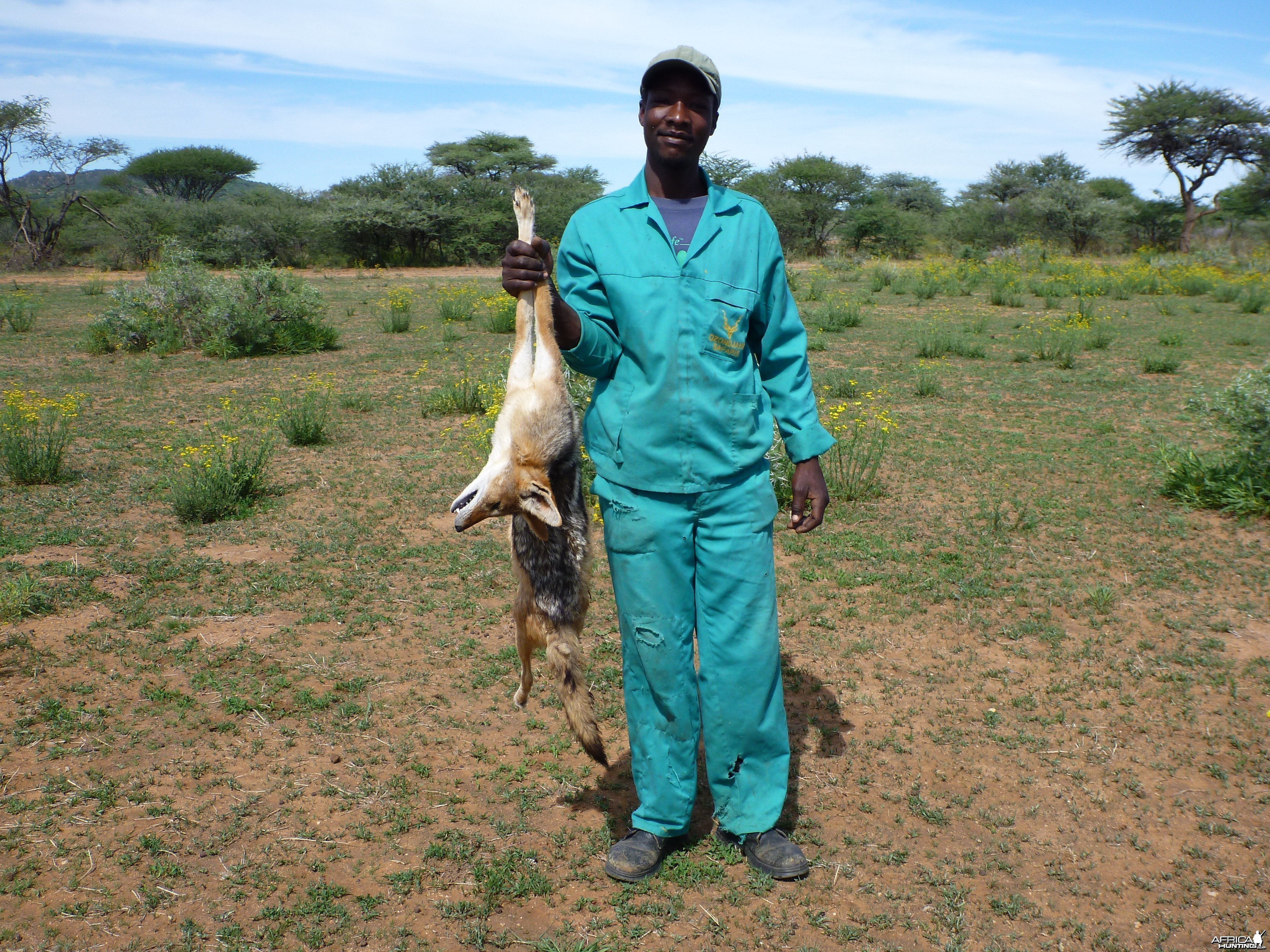 Black-backed Jackal Namibia