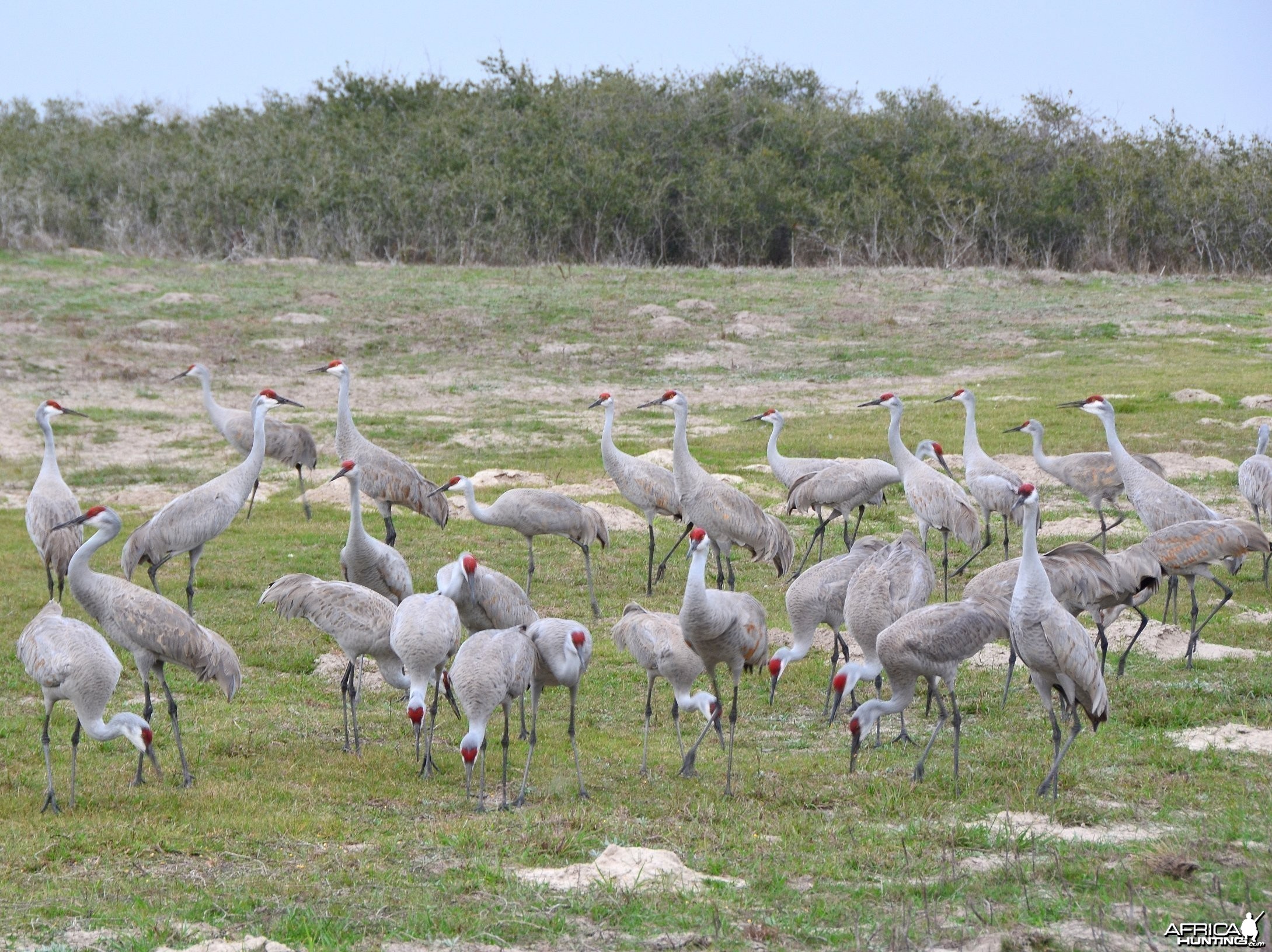 Sandhill Cranes - King Ranch Texas