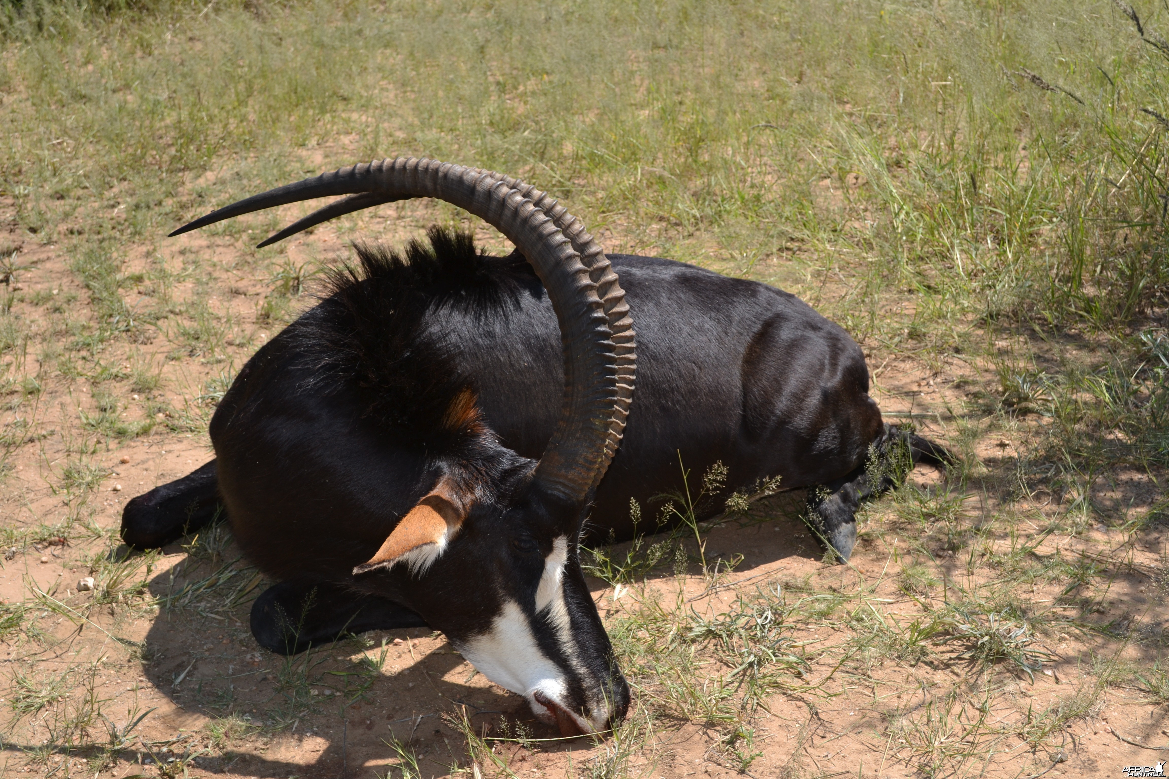 Hunting in Namibia