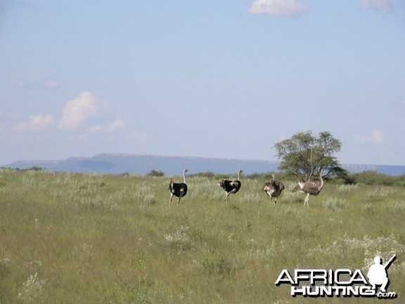 Ostrich Namibia