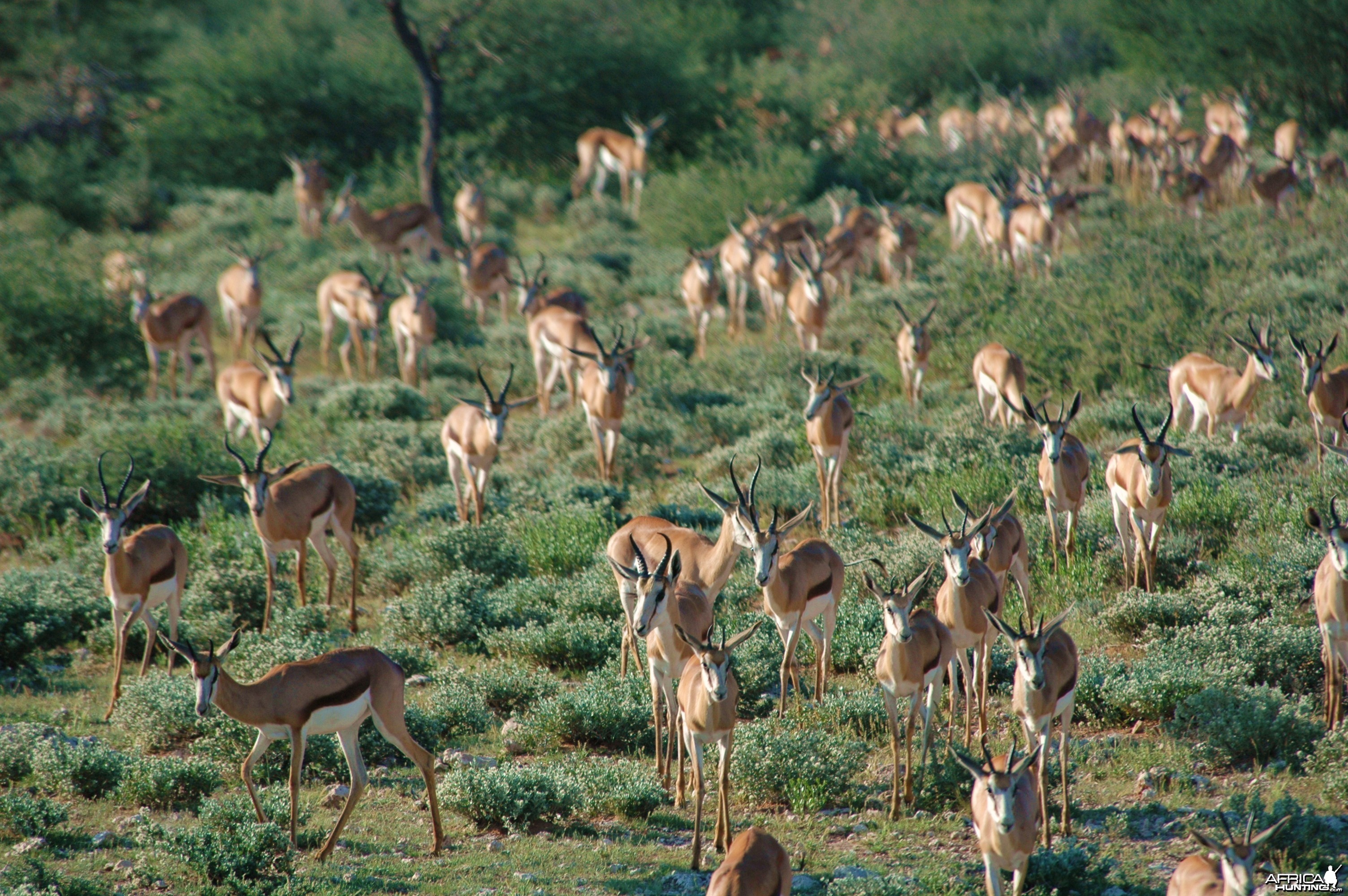 Namibia