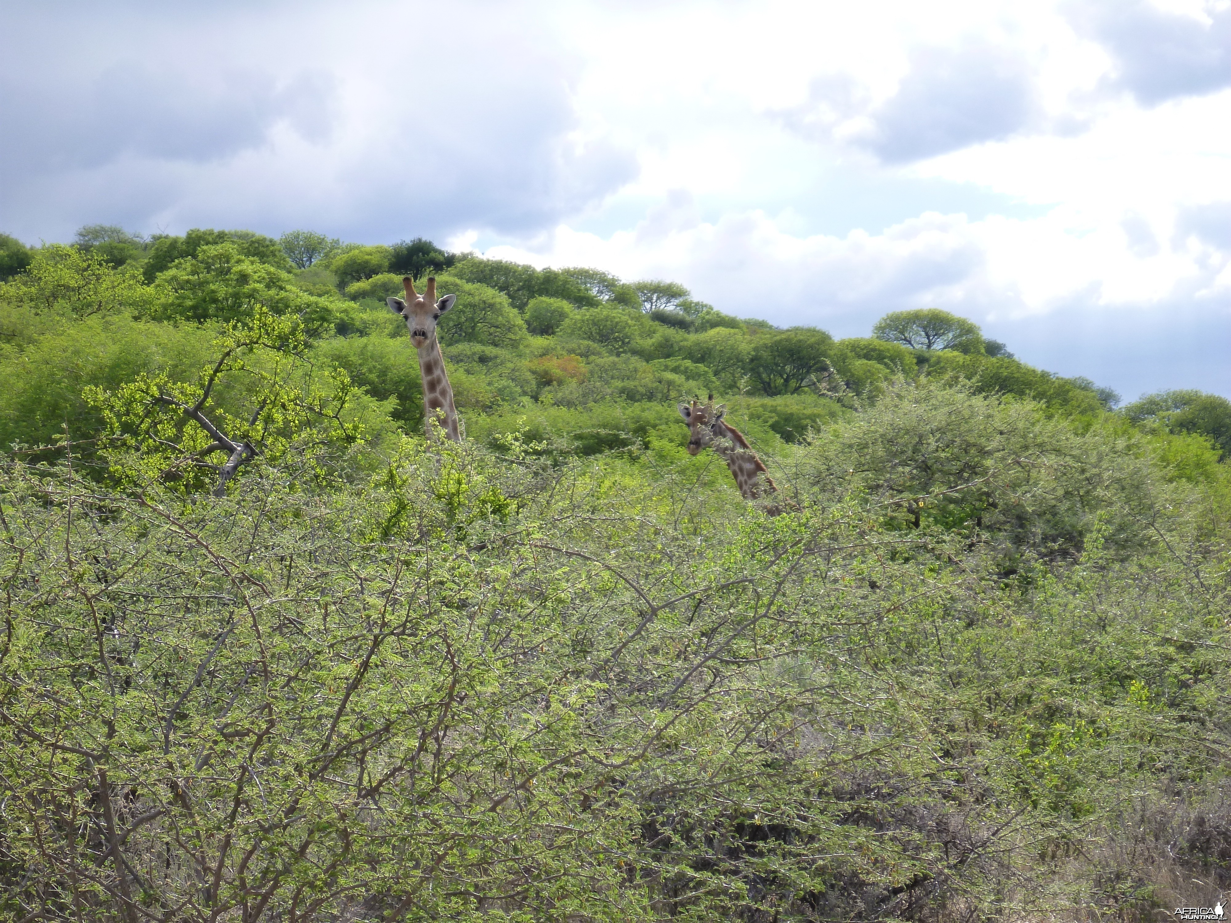 Giraffe Namibia