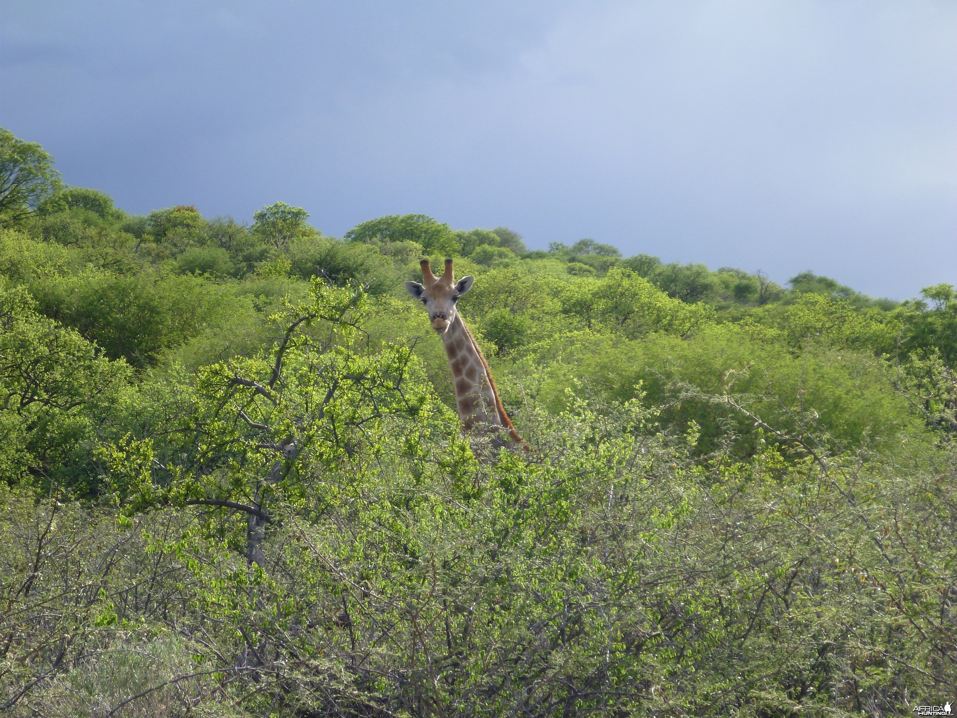 Giraffe Namibia