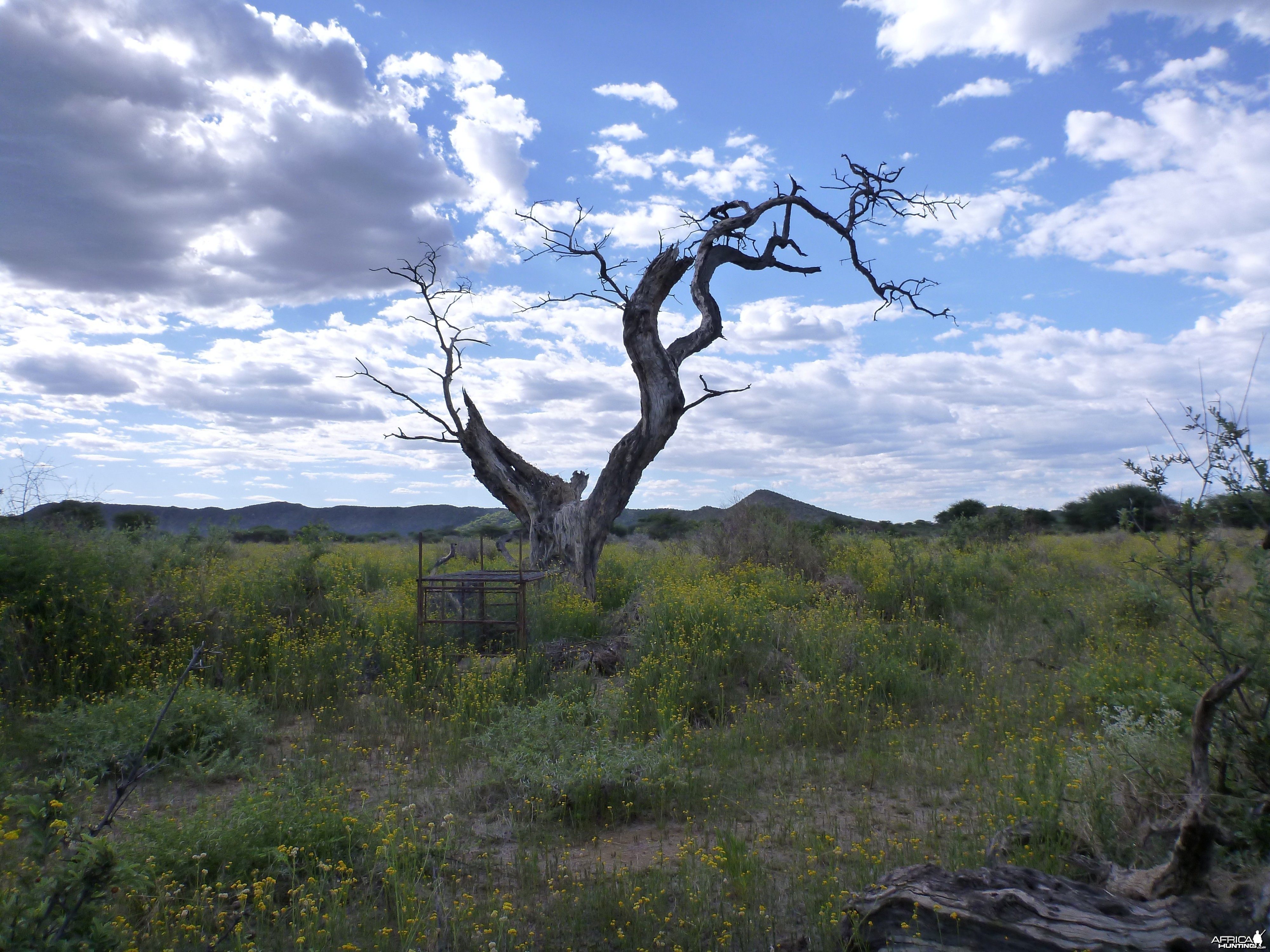 Cheetah trap by a favored play tree Namibia