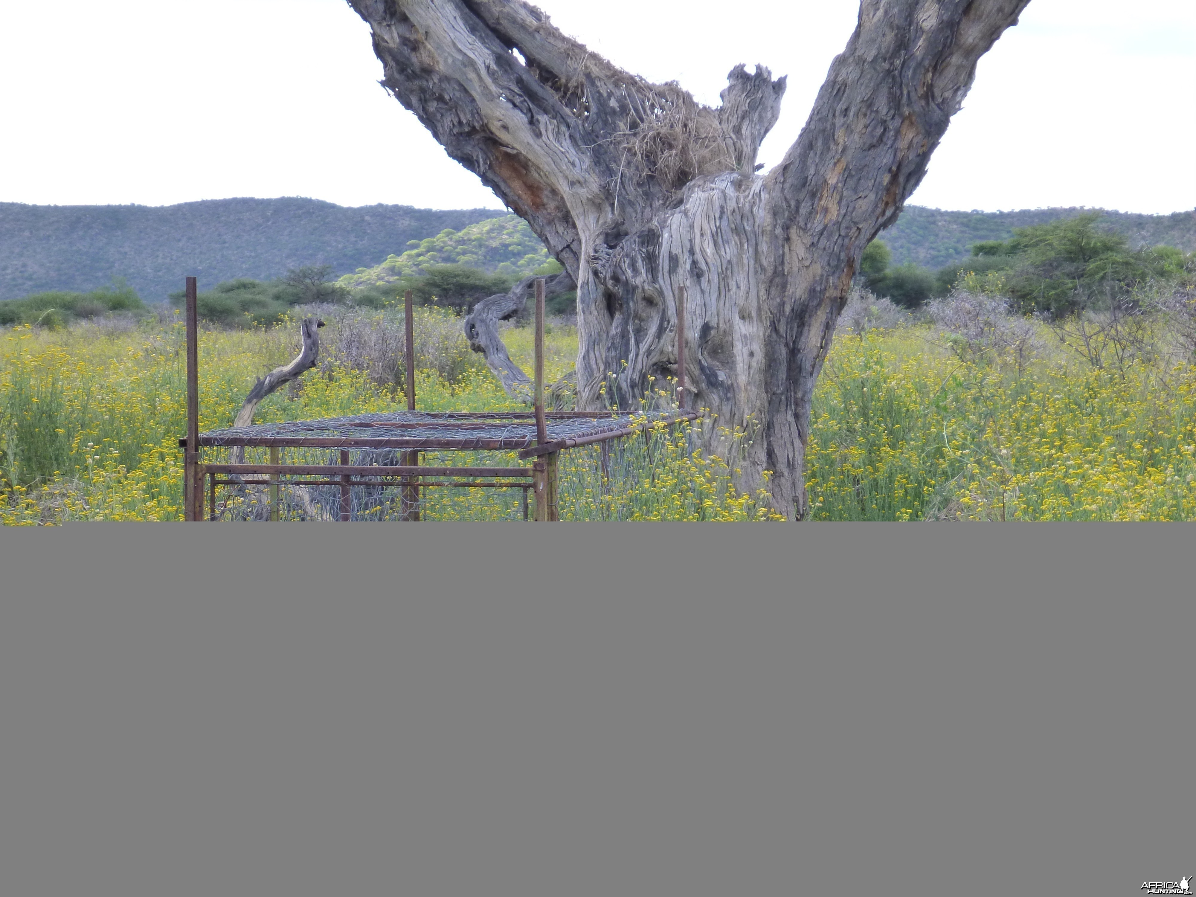 Cheetah trap by a favored play tree Namibia