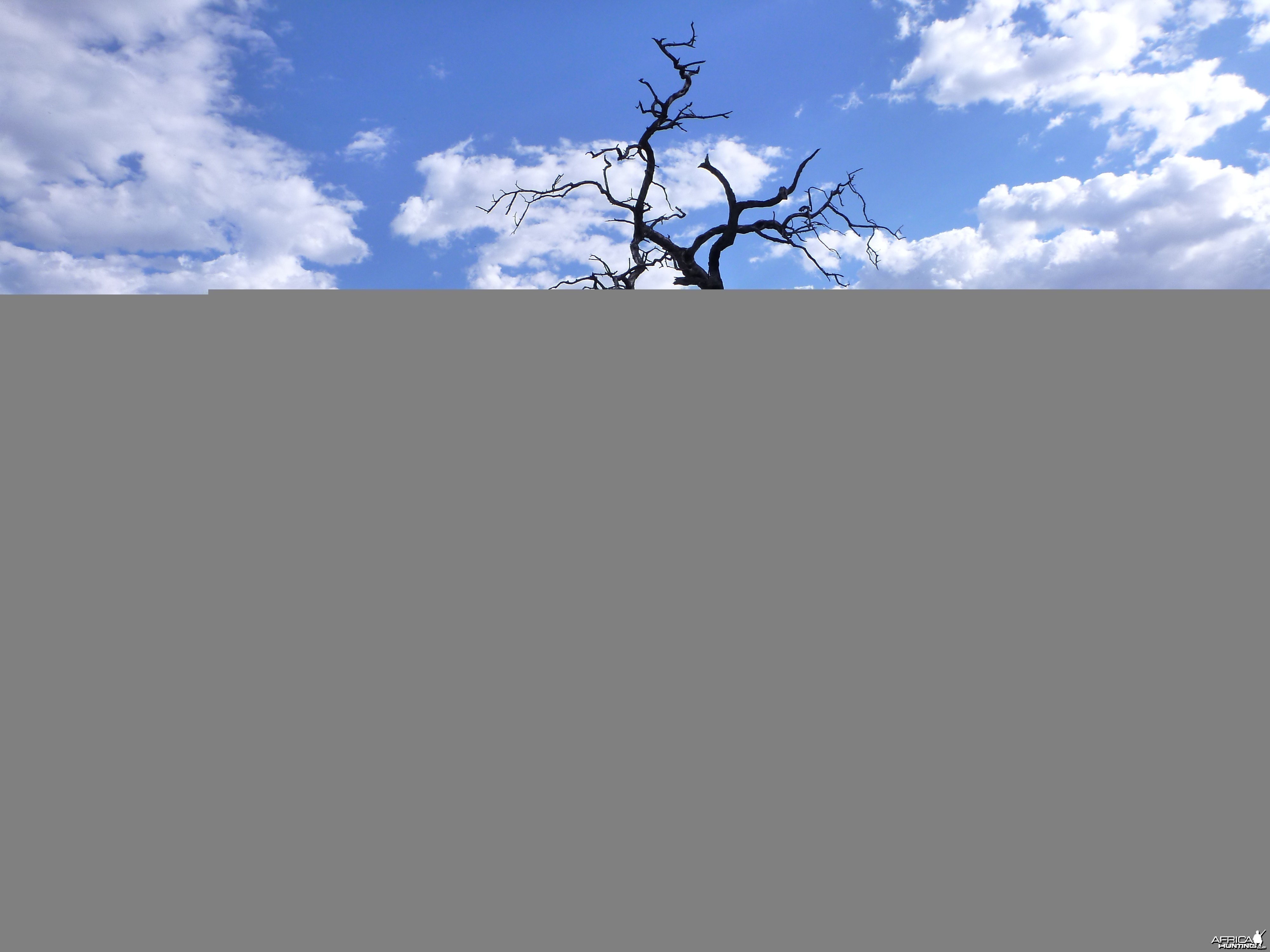 Cheetah trap by a favored play tree Namibia