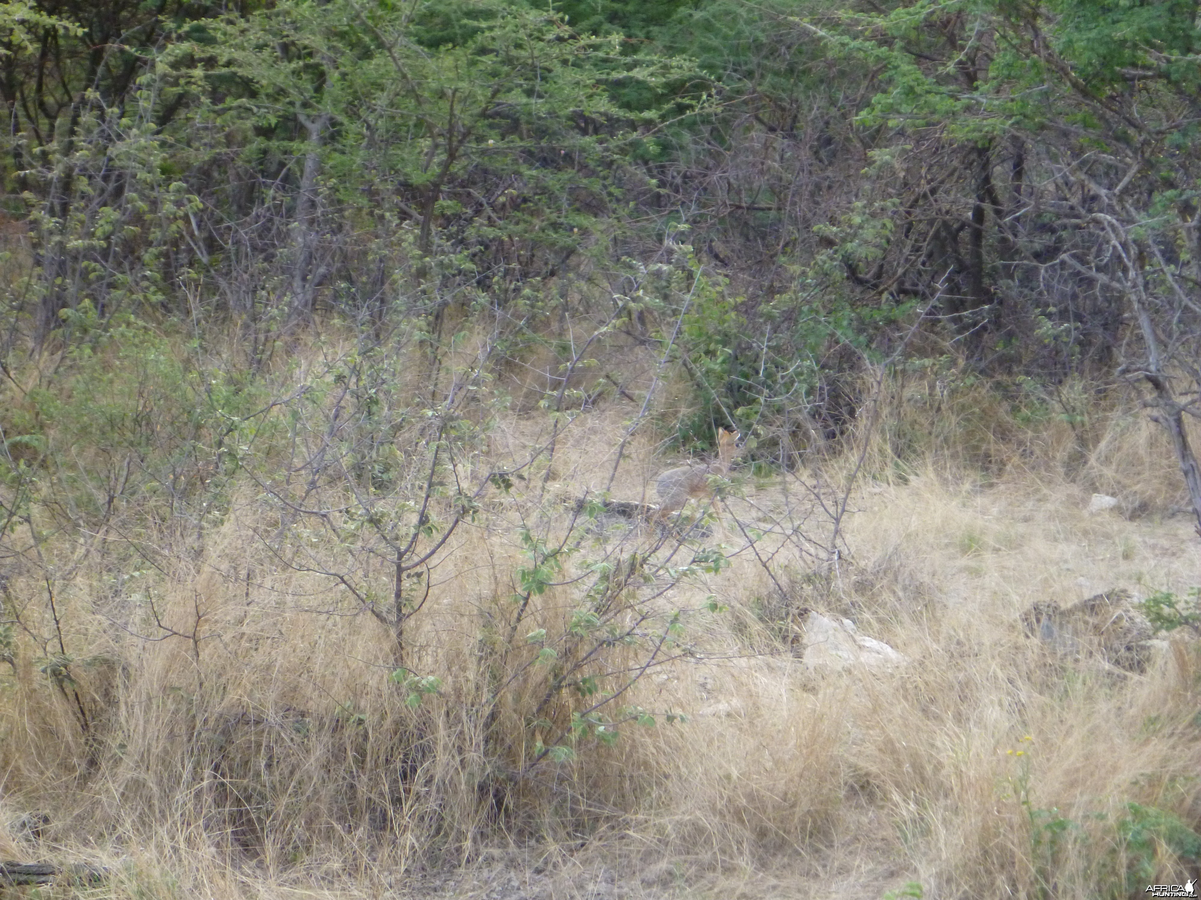 Damara Dik-dik Namibia