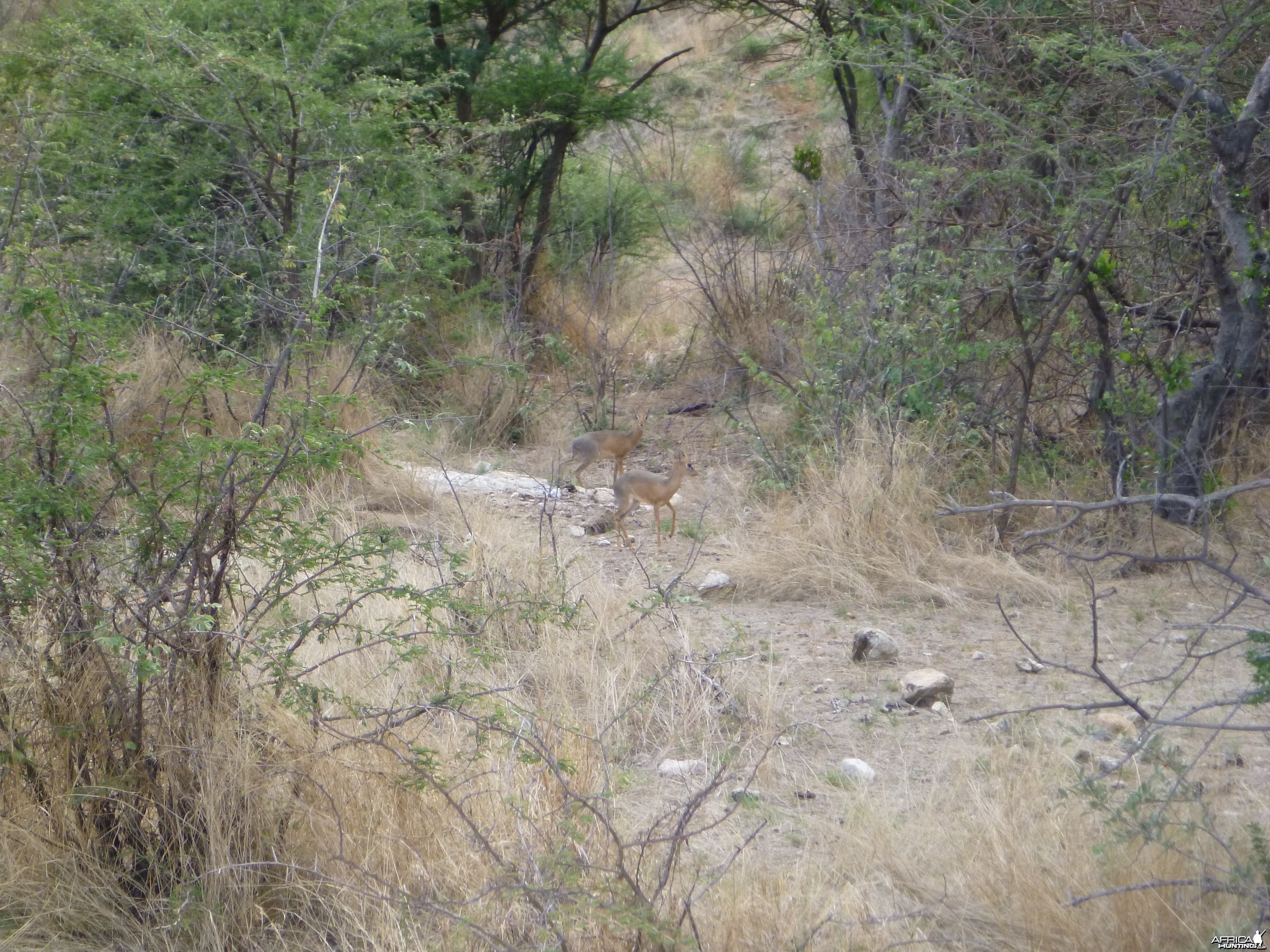 Damara Dik-dik Namibia