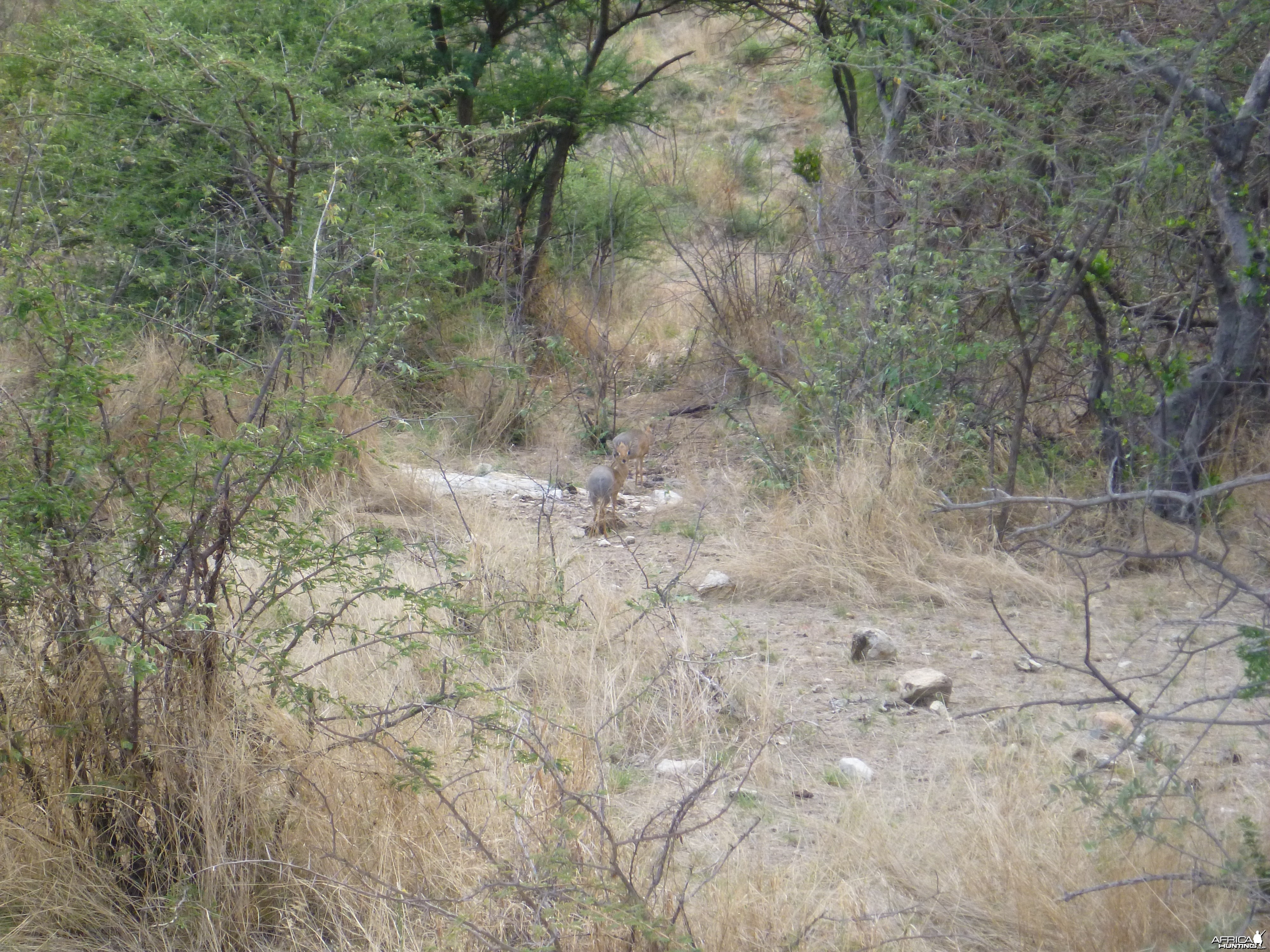 Damara Dik-dik Namibia