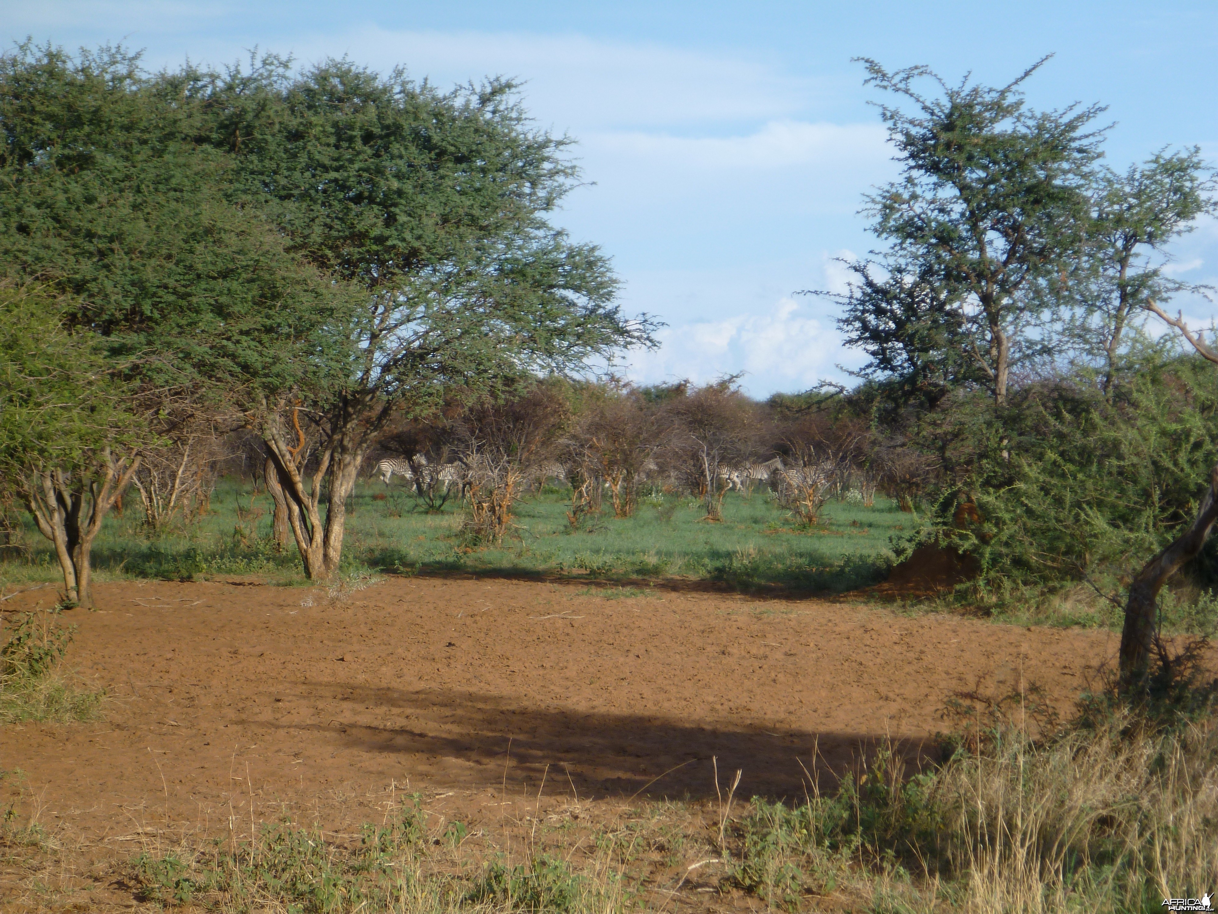 Zebra Namibia