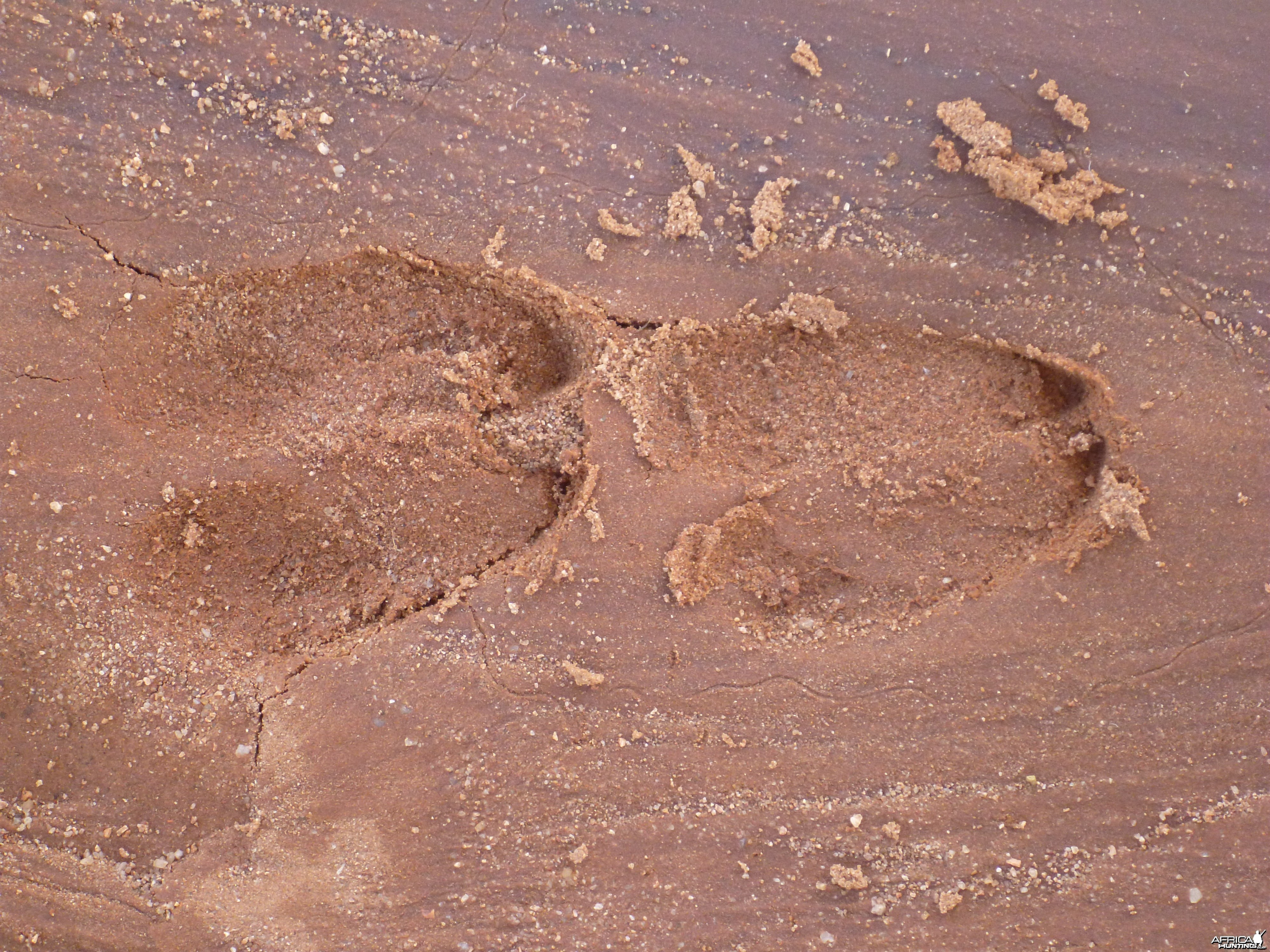 Tracks Namibia