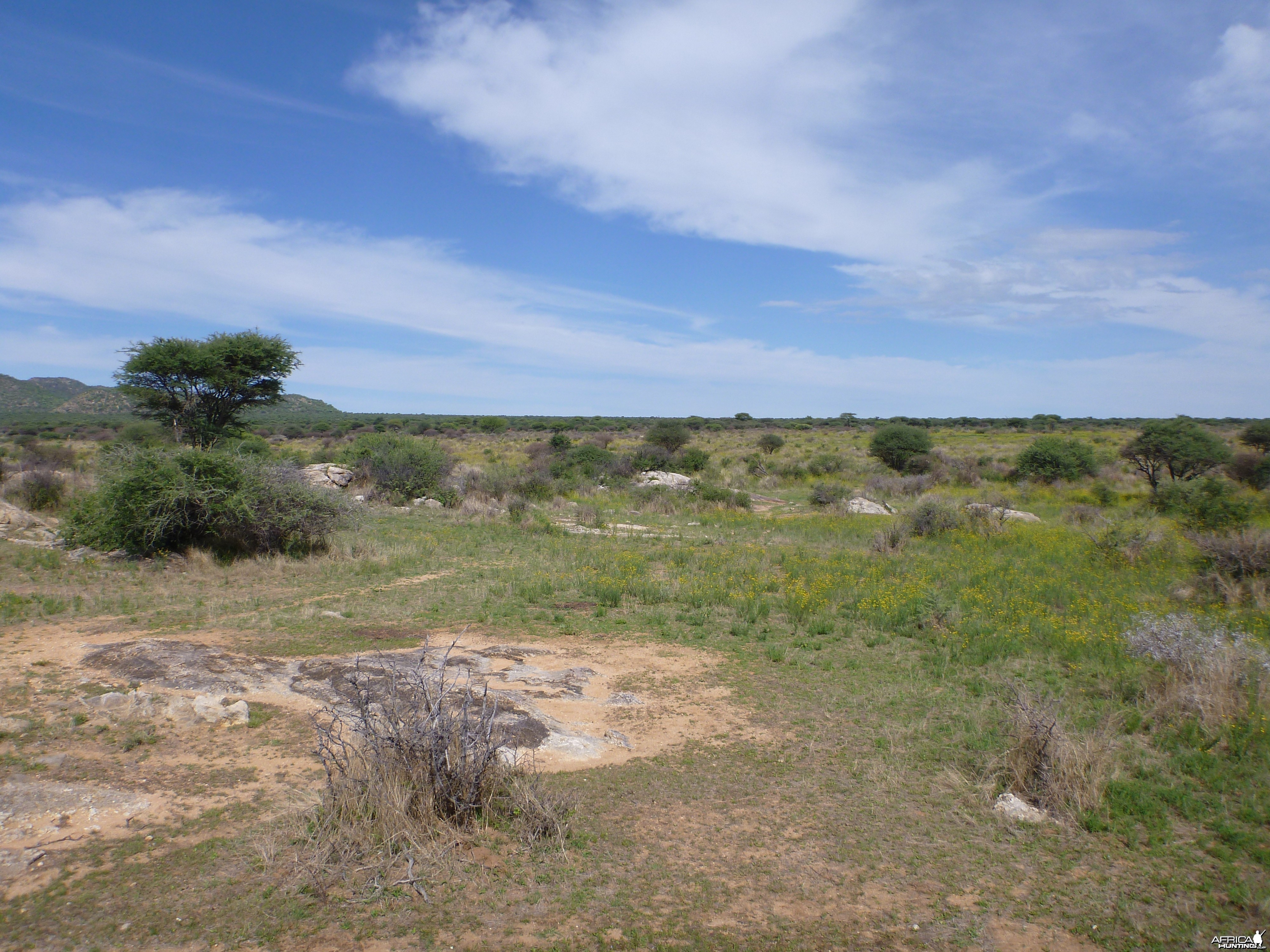 Cheetah scat rocks Namibia