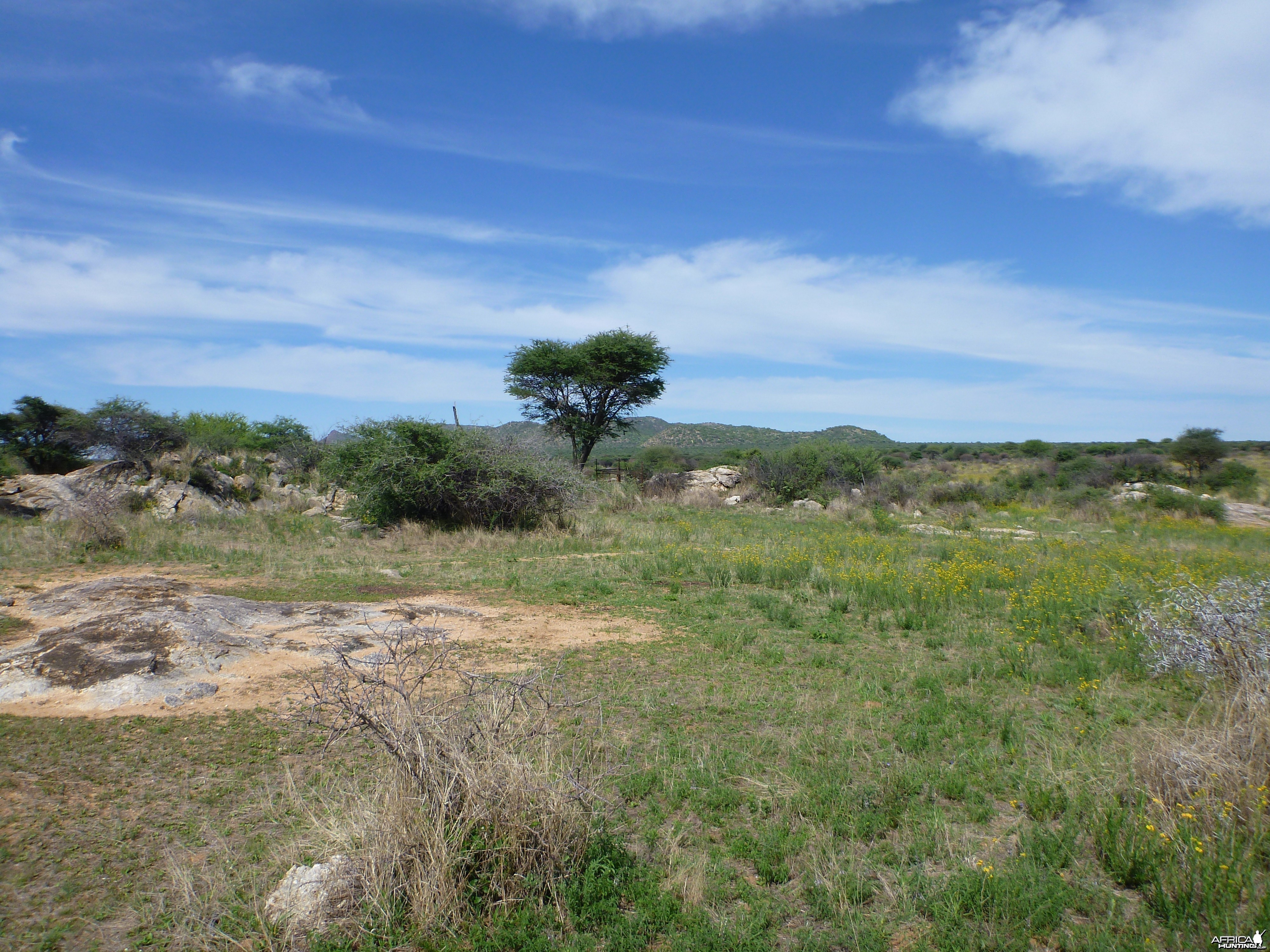 Cheetah scat rocks Namibia