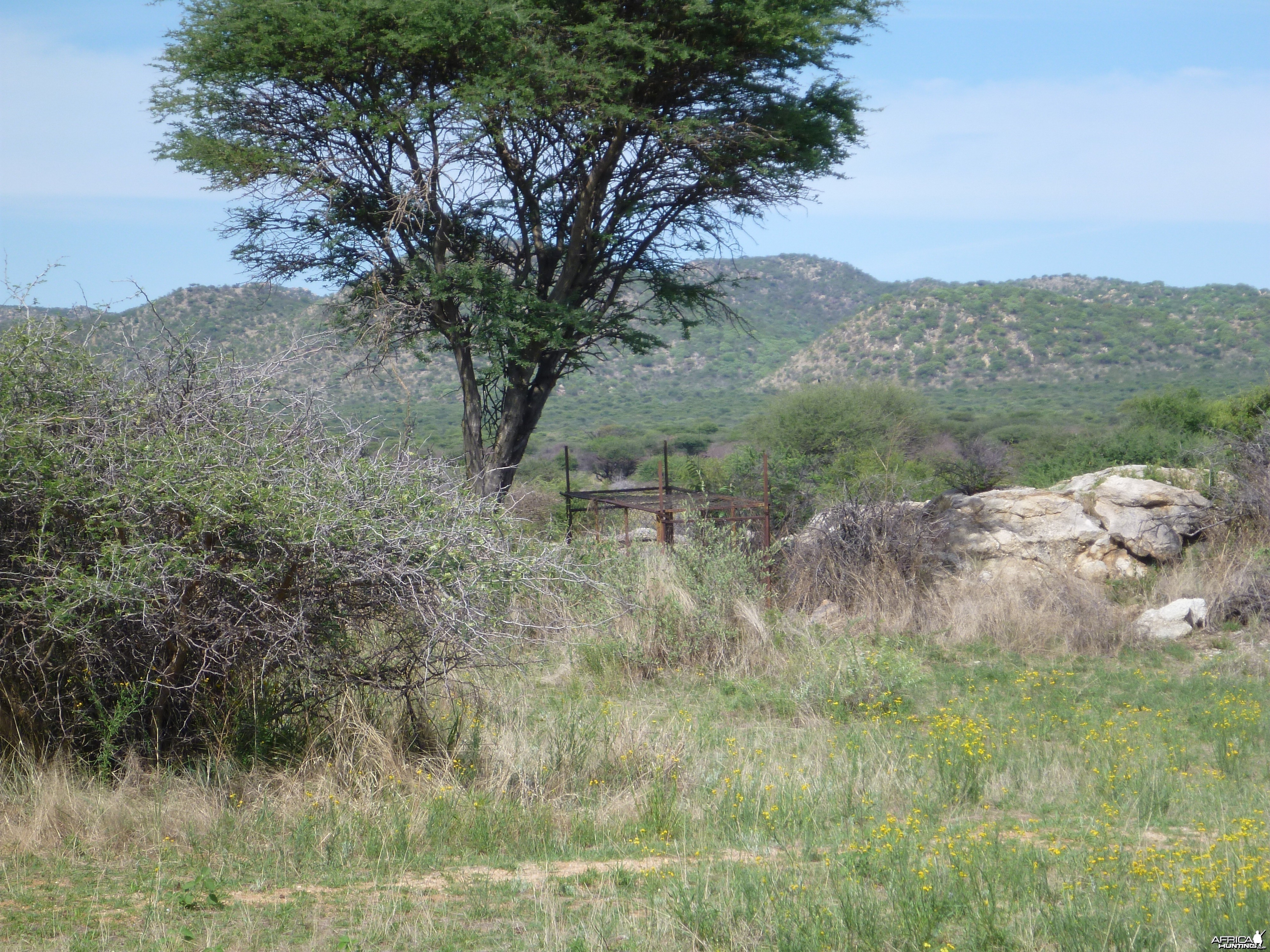 Cheetah trap by scat rocks Namibia