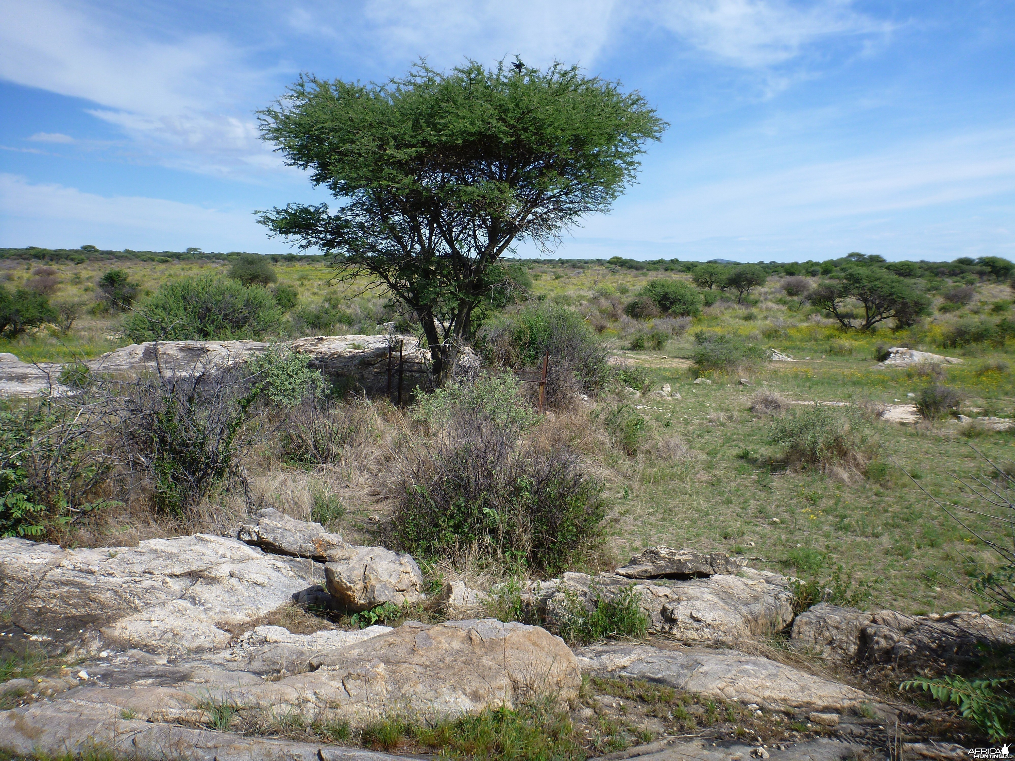 Cheetah trap by scat rocks Namibia