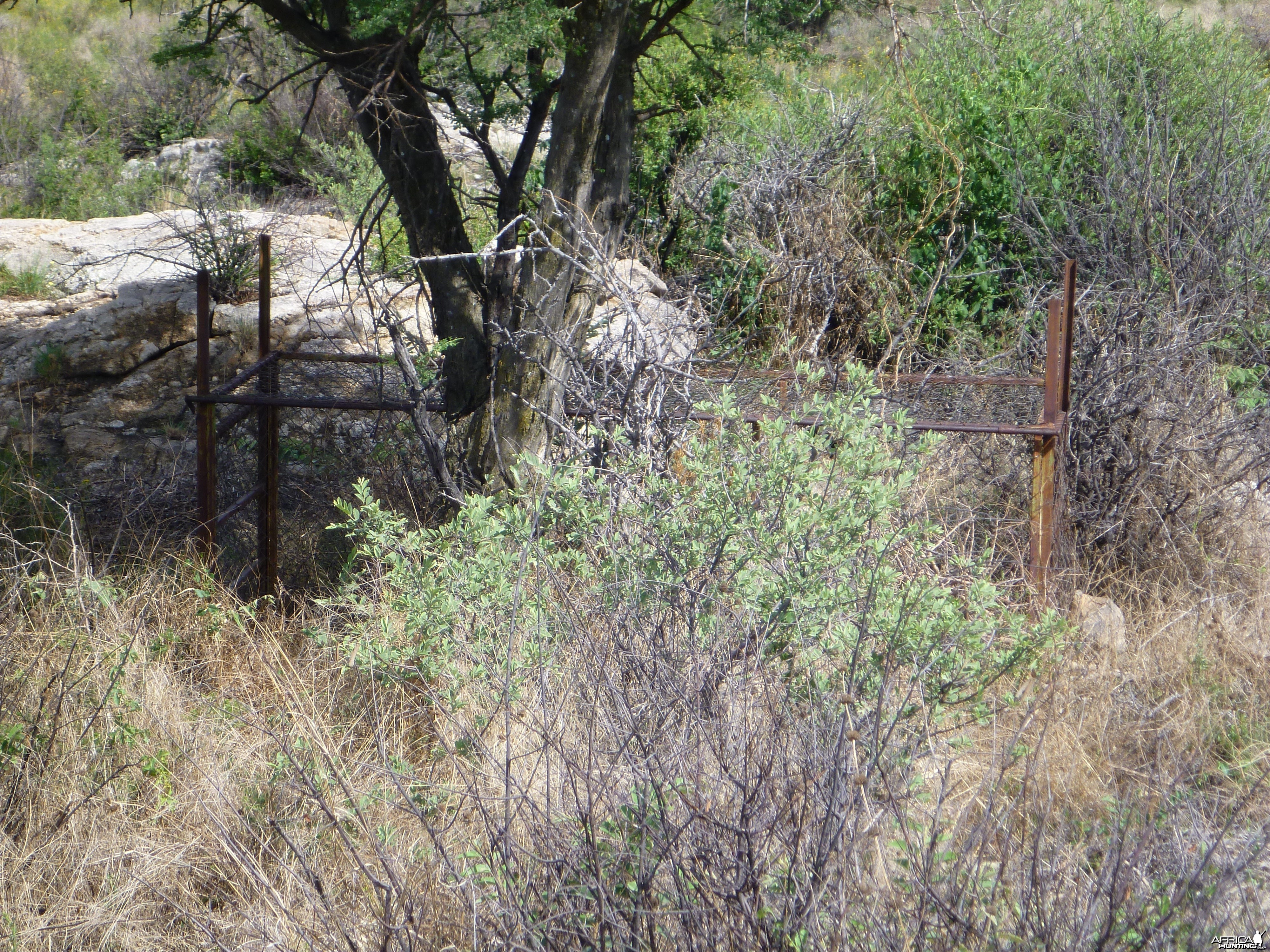 Cheetah trap by scat rocks Namibia