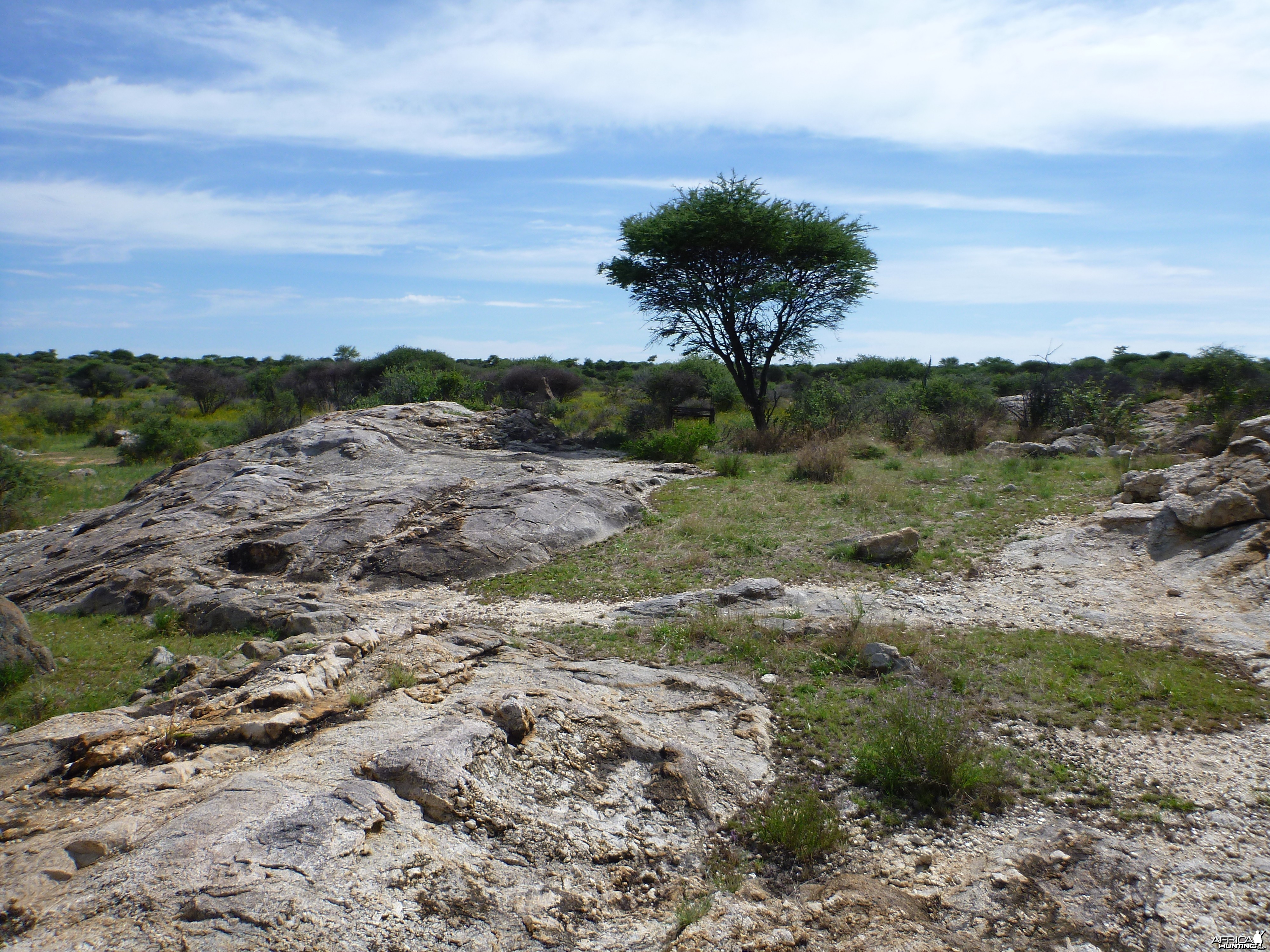 Cheetah scat rocks Namibia