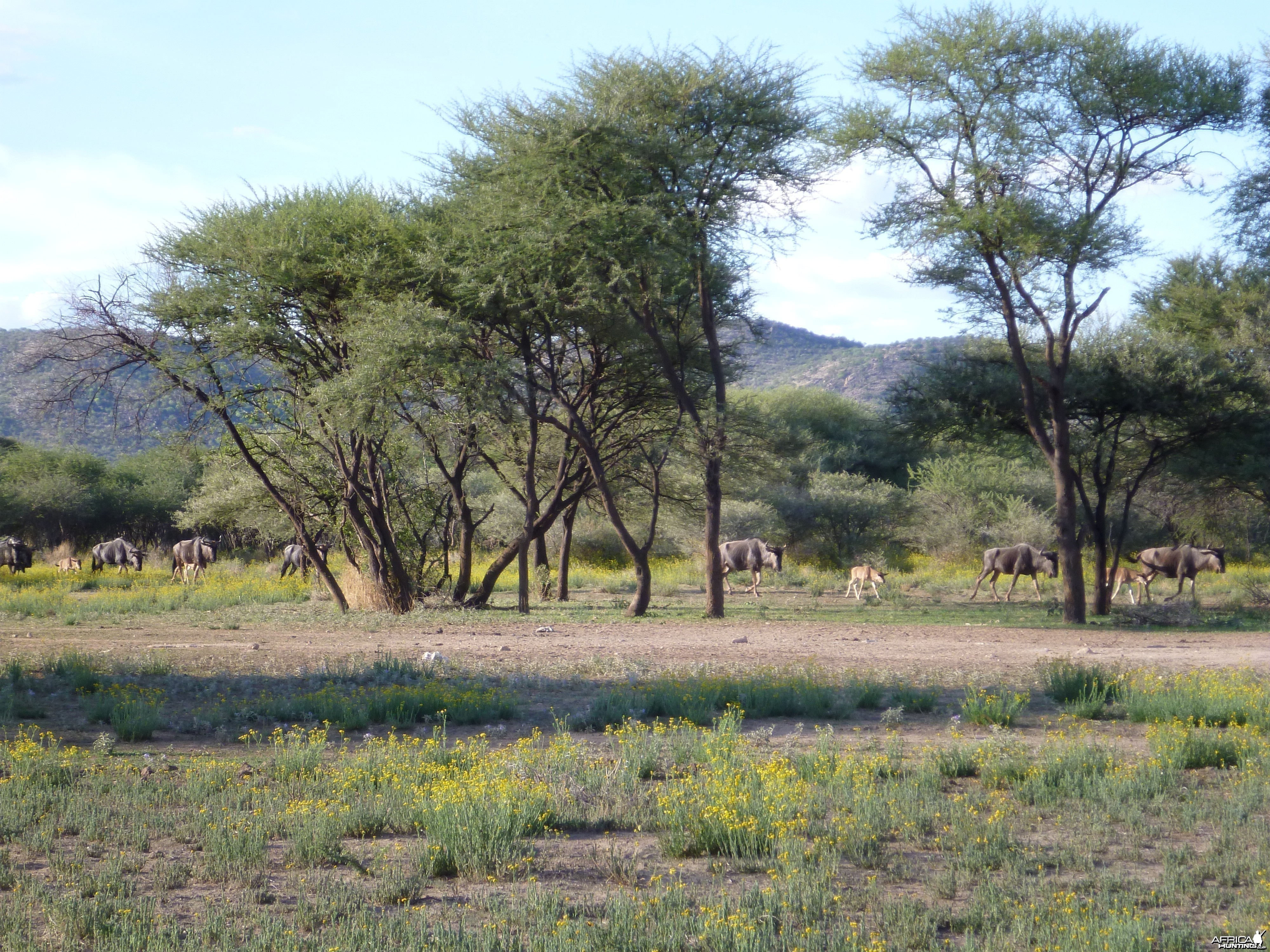 Blue Wildebeest Namibia