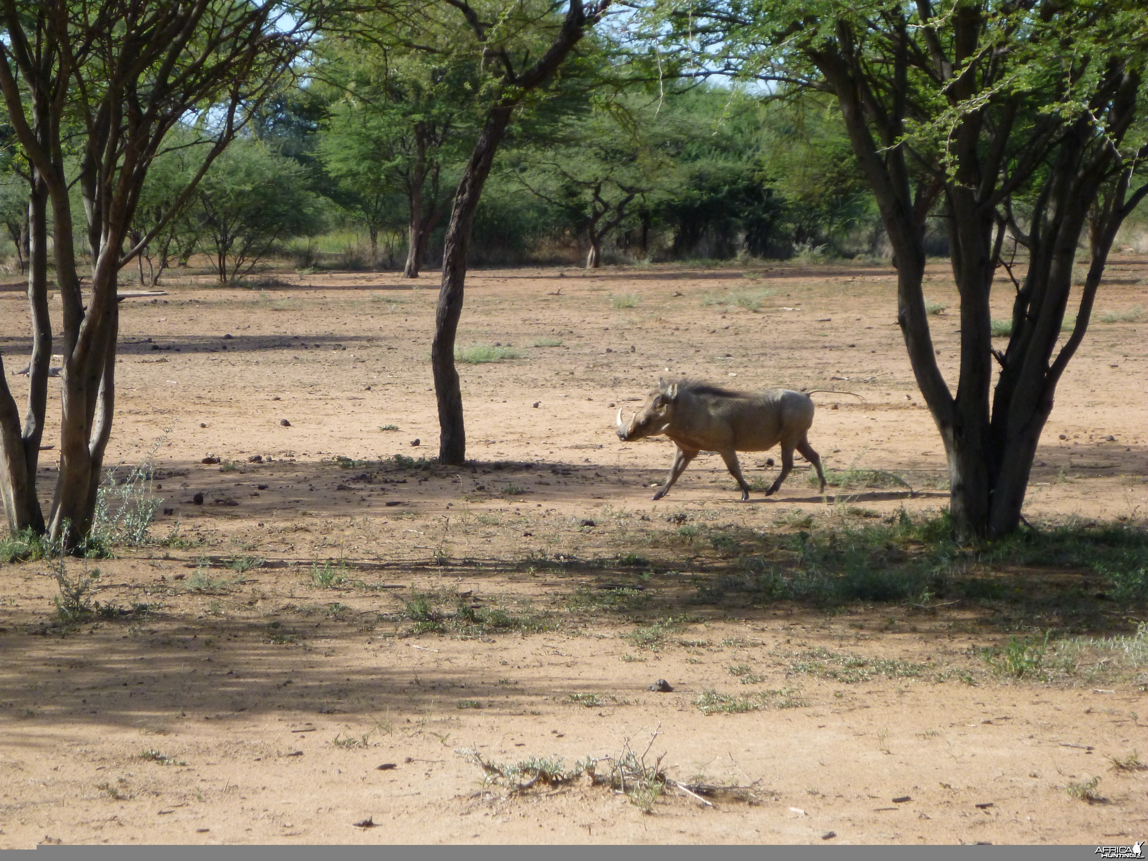 Warthog Namibia