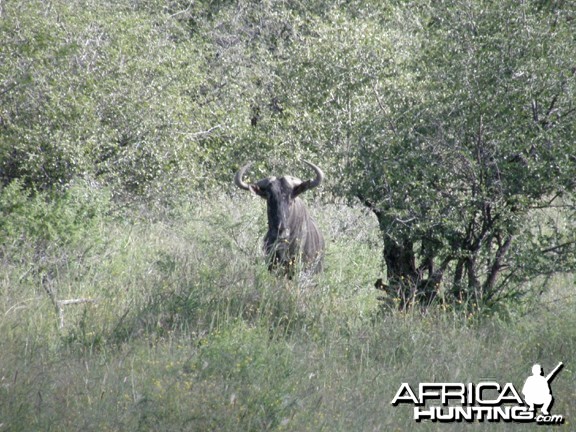 Wildebeest Namibia