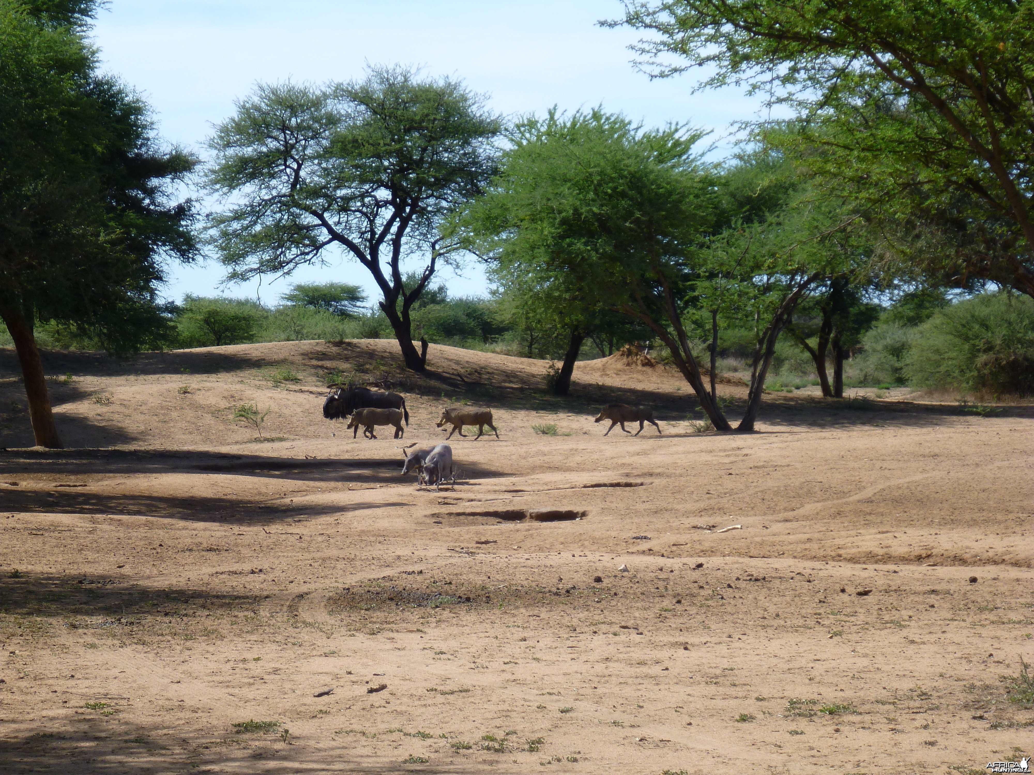 Warthog Namibia