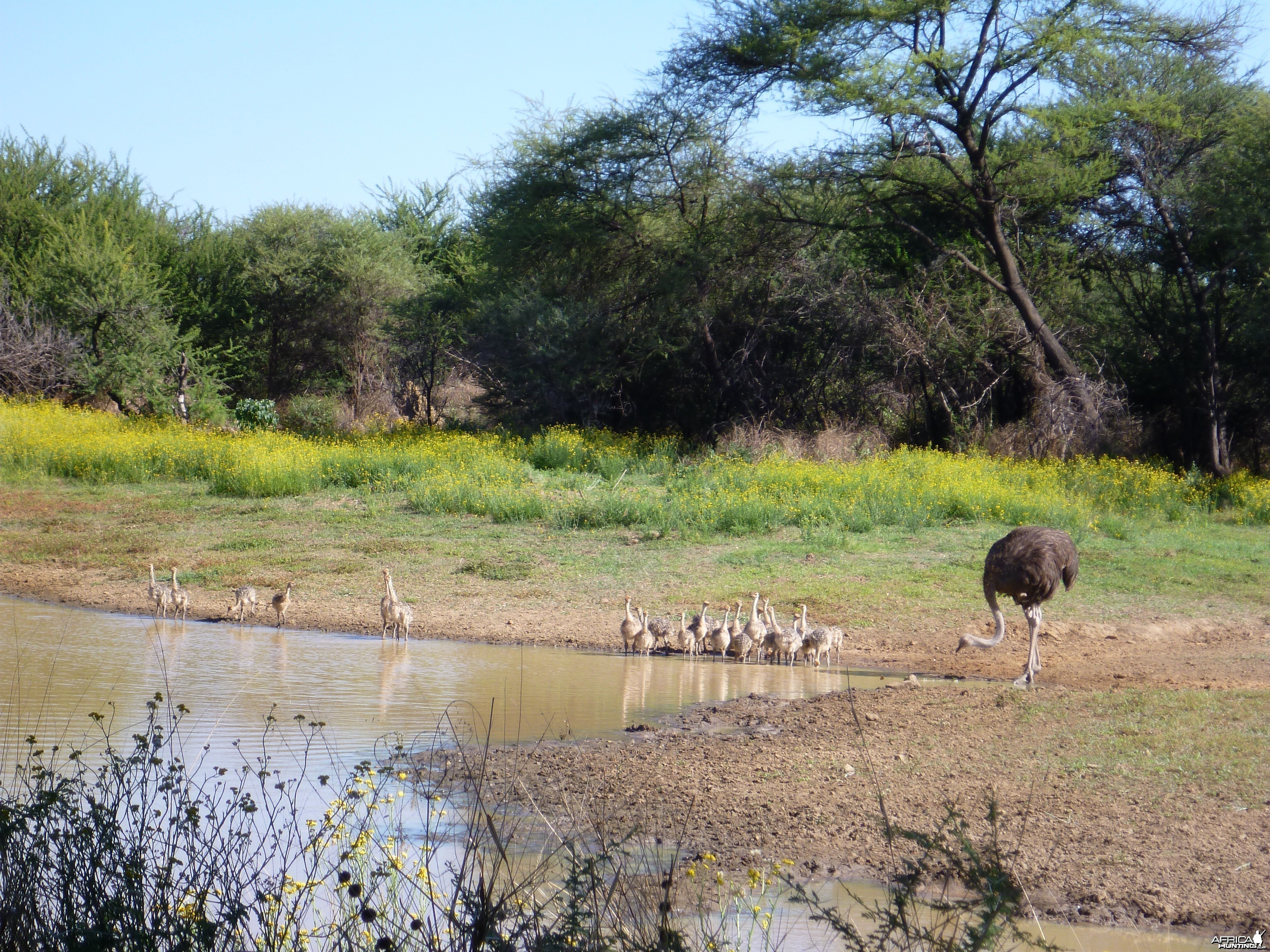 Ostrich Namibia